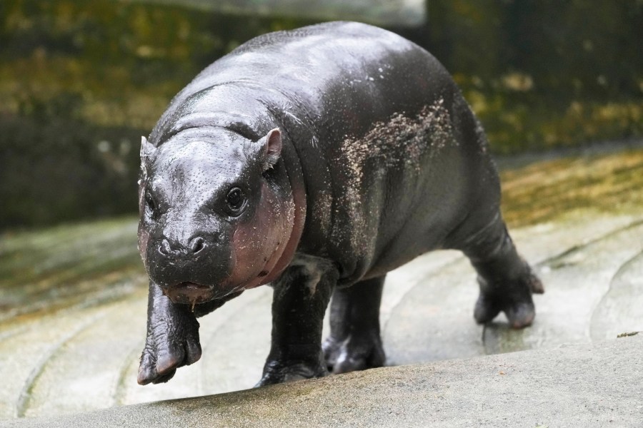 FILE -Two-month-old baby hippo Moo Deng walks at the Khao Kheow Open Zoo in Chonburi province, Thailand, Sept. 19, 2024. (AP Photo/Sakchai Lalit, File)