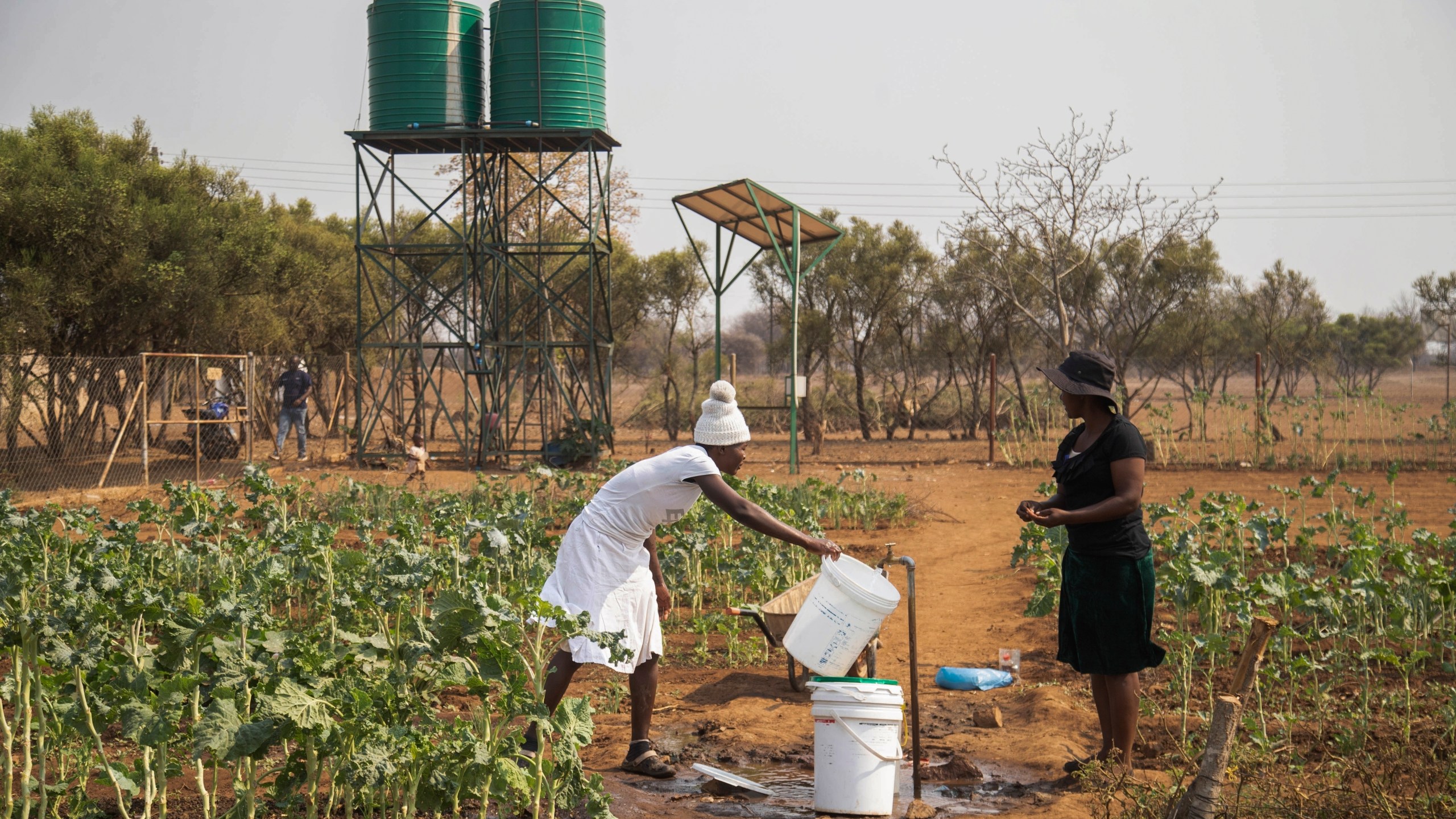 Villagers fill water buckets in a plot that is part of a climate-smart agriculture program funded by the United States Agency for International Development in Chipinge, Zimbabwe on Thursday, Sept. 19, 2024. (AP Photo/Aaron Ufumeli)