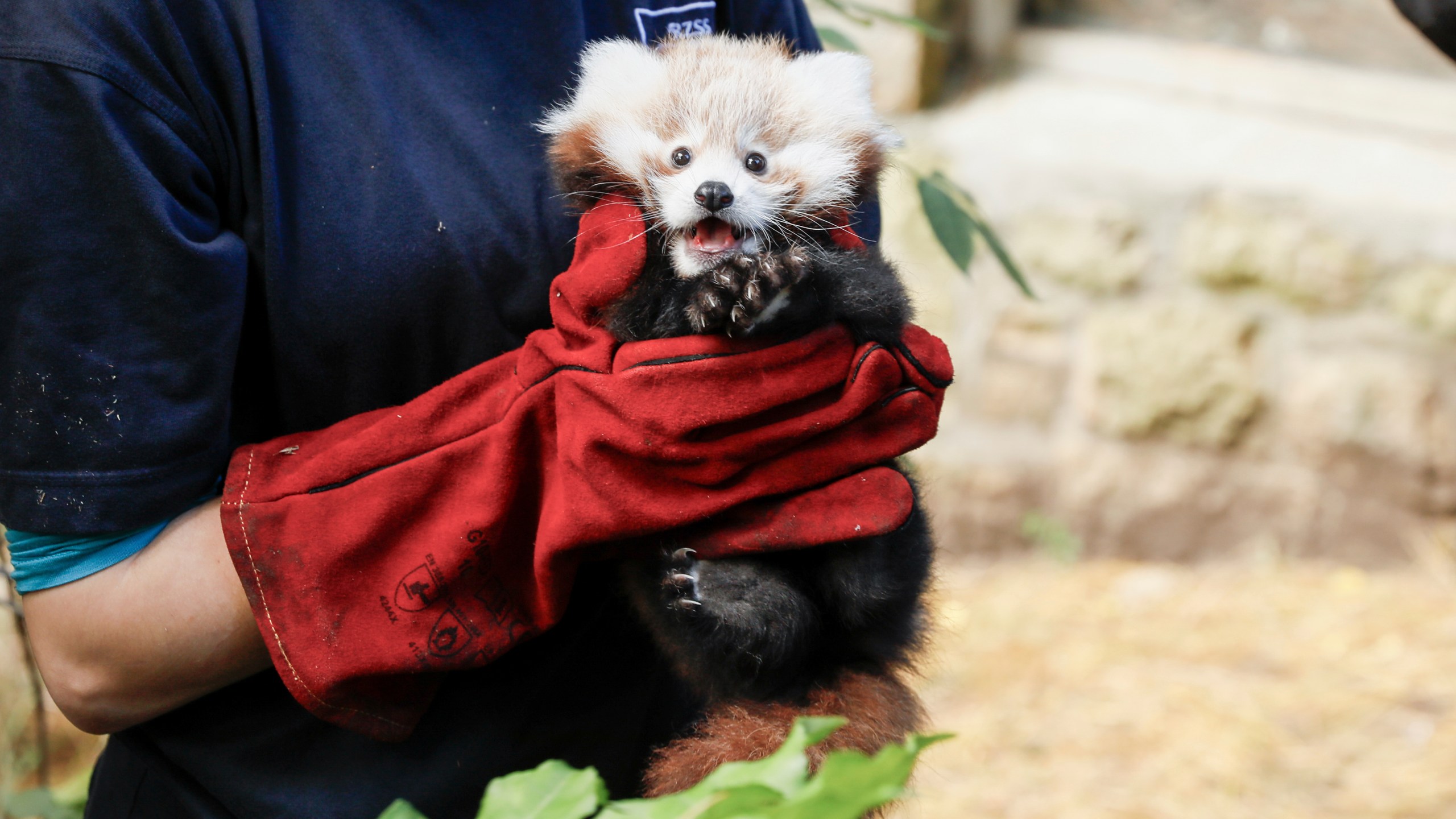 This photo provided by Royal Zoological Society of Scotland on Thursday, Nov. 14, 2024 shows red panda Roxie as zookeepers in Scotland have blamed pyrotechnics from annual Bonfire Night celebrations for the death of the baby red panda. (Royal Zoological Society of Scotland via AP)