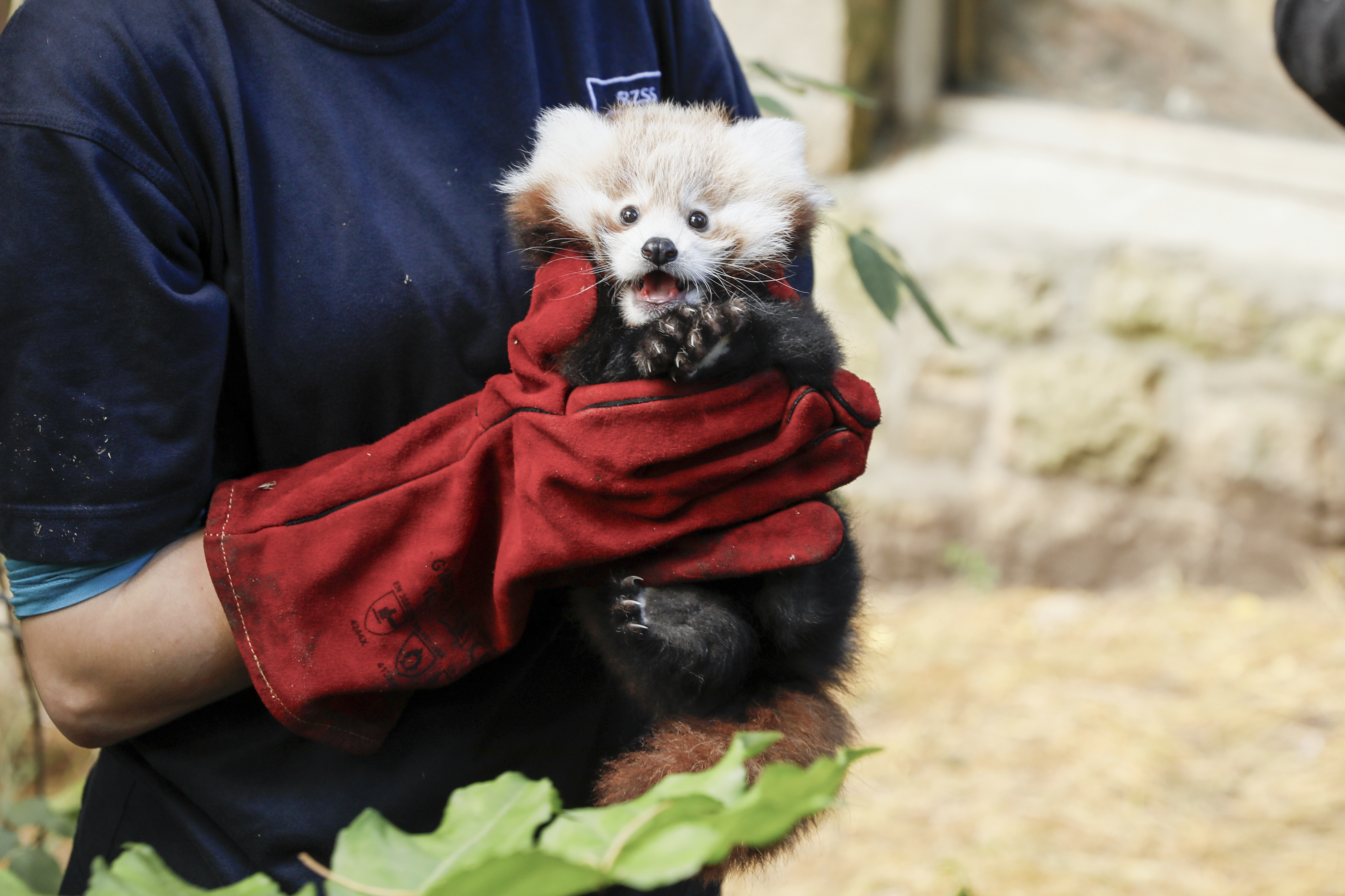 This photo provided by Royal Zoological Society of Scotland on Thursday, Nov. 14, 2024 shows red panda Roxie as zookeepers in Scotland have blamed pyrotechnics from annual Bonfire Night celebrations for the death of the baby red panda. (Royal Zoological Society of Scotland via AP)