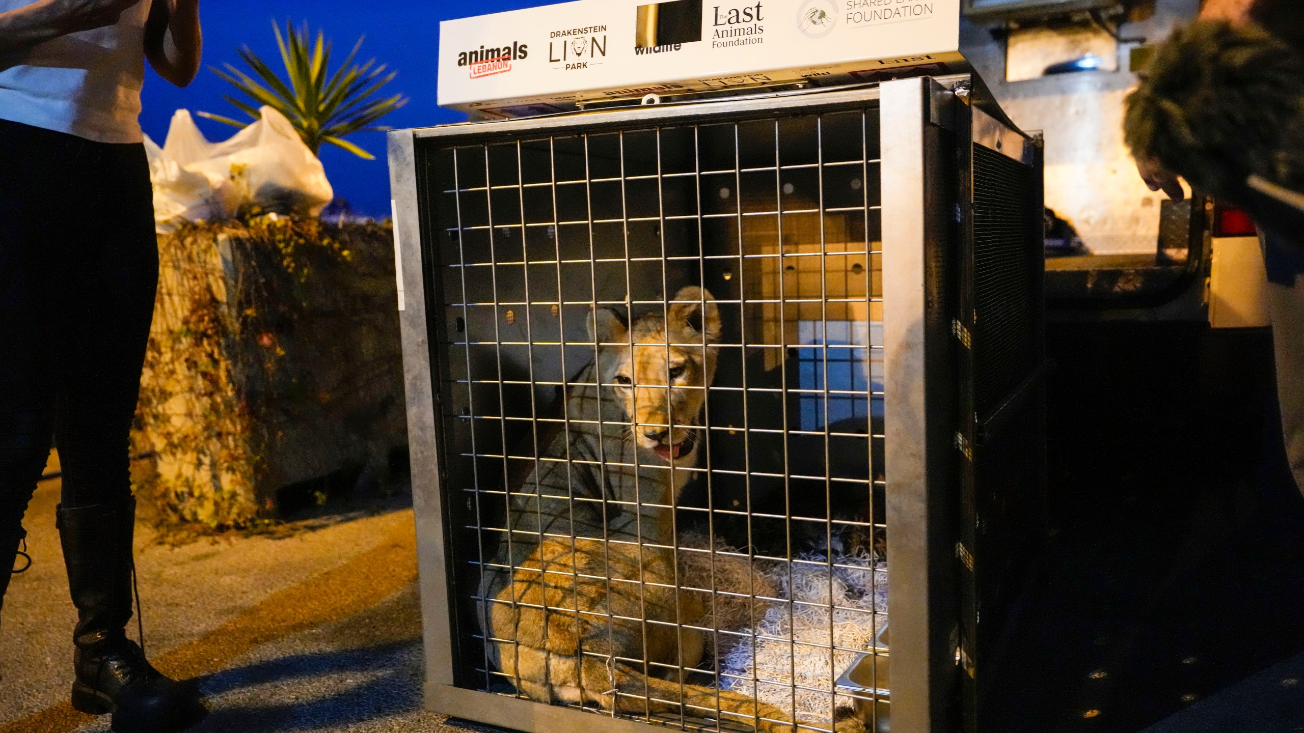 Sara the lion cub sits in a crate before being loaded on a yacht at the Dbayeh sea port, north of Beirut, Lebanon, Thursday, Nov. 14, 2024. (AP Photo/Hassan Ammar)