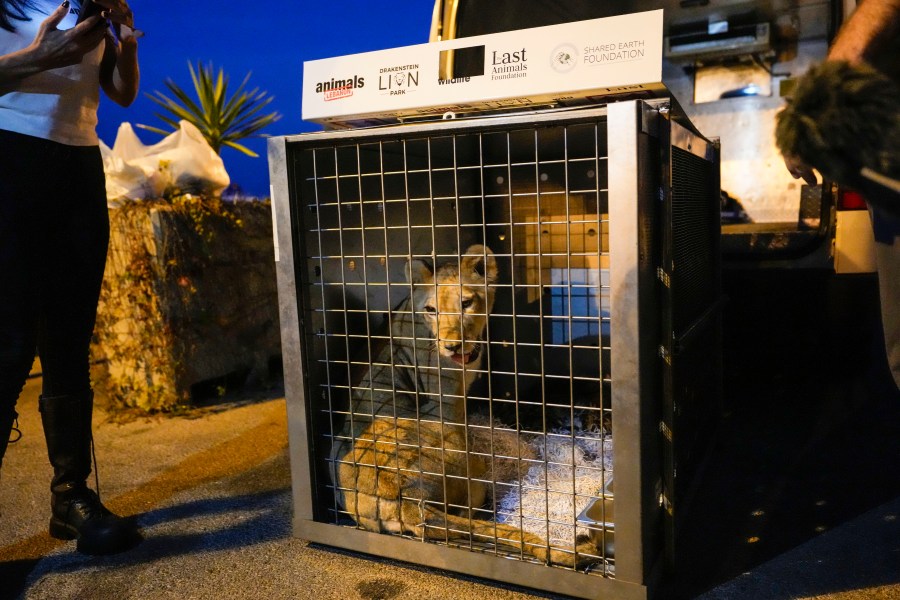 Sara the lion cub sits in a crate before being loaded on a yacht at the Dbayeh sea port, north of Beirut, Lebanon, Thursday, Nov. 14, 2024. (AP Photo/Hassan Ammar)