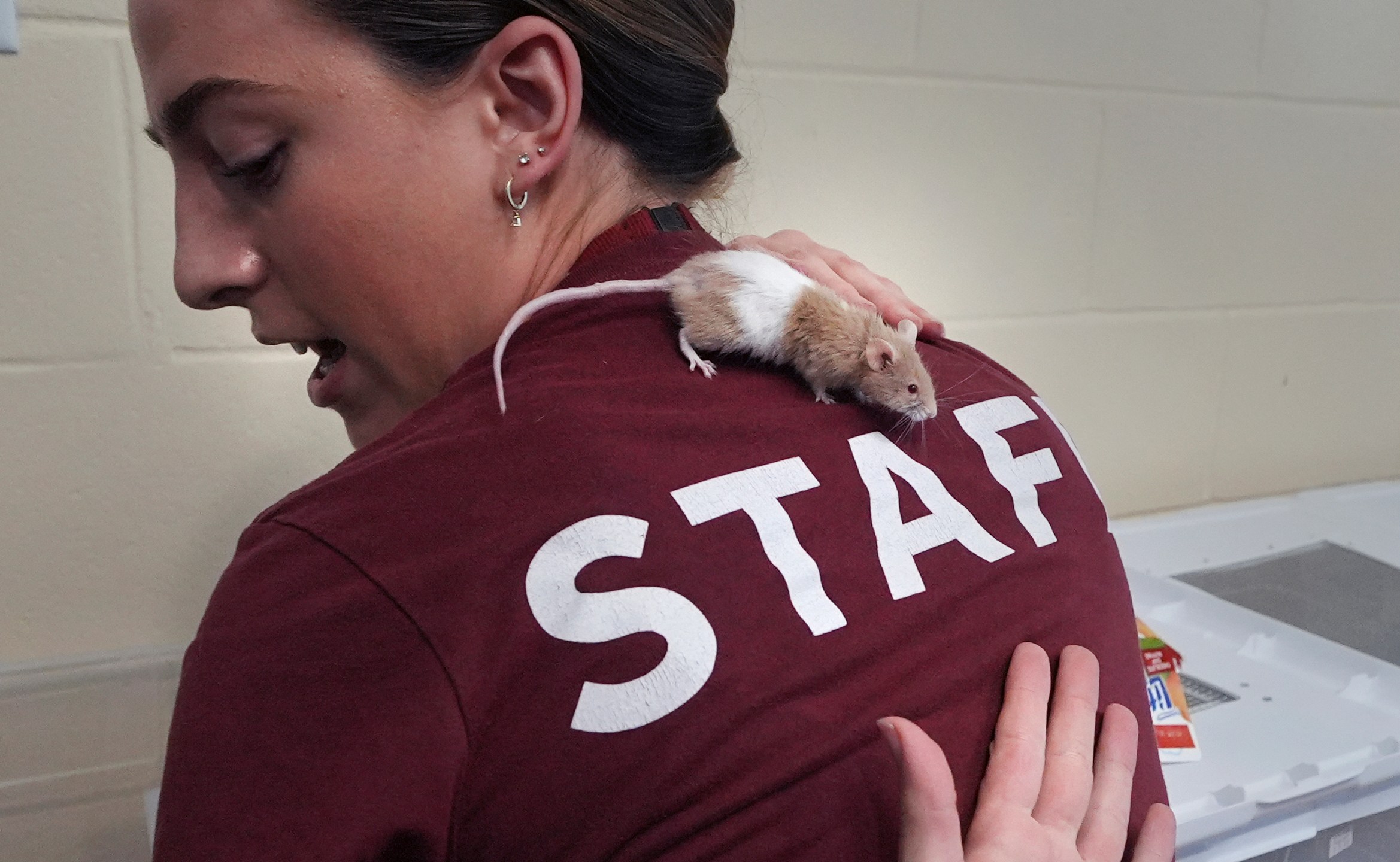 Adoption coordinator Lexi Giannopoulos tries to get a grasp on a mouse that ran up her arm, which is one of nearly 1,000 fancy mice that were surrendered, at the New Hampshire SPCA, Friday, Nov. 15, 2024, in Stratham, N.H. (AP Photo/Charles Krupa)