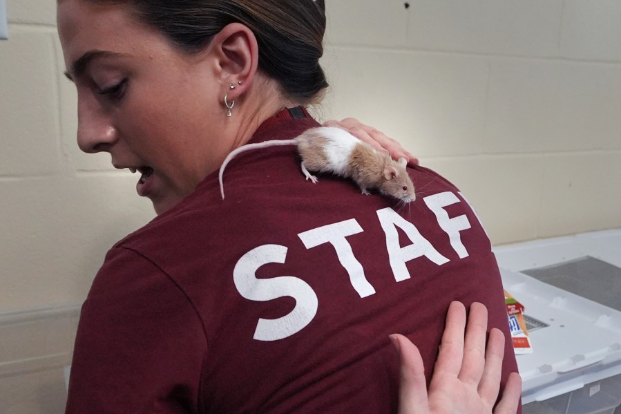 Adoption coordinator Lexi Giannopoulos tries to get a grasp on a mouse that ran up her arm, which is one of nearly 1,000 fancy mice that were surrendered, at the New Hampshire SPCA, Friday, Nov. 15, 2024, in Stratham, N.H. (AP Photo/Charles Krupa)