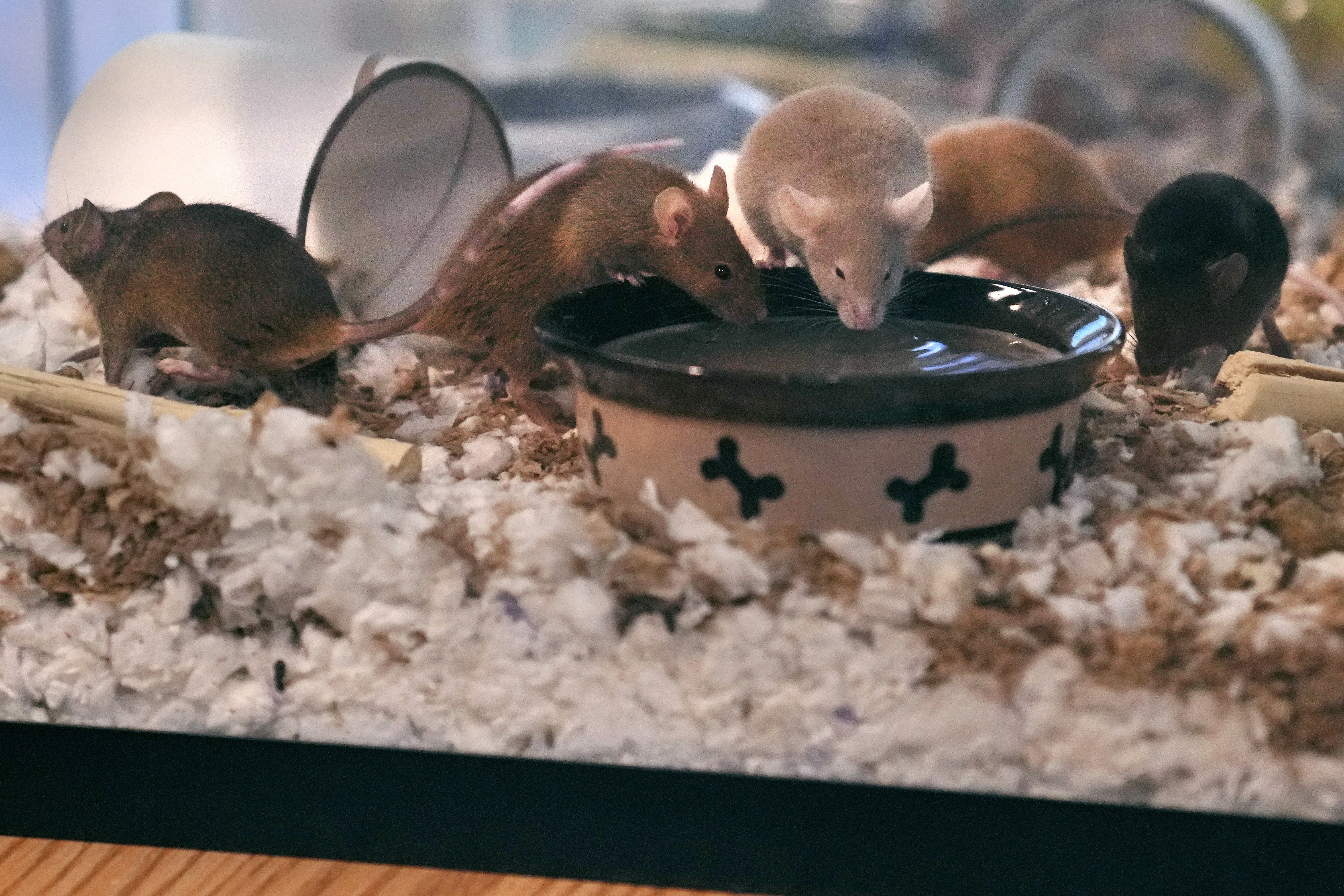 Five of nearly 1,000 fancy mice are held in a glass tank, which were surrendered recently by an owner who was overwhelmed by the volume of the multiplying mice, at the New Hampshire SPCA, Friday, Nov. 15, 2024, in Stratham, N.H. (AP Photo/Charles Krupa)