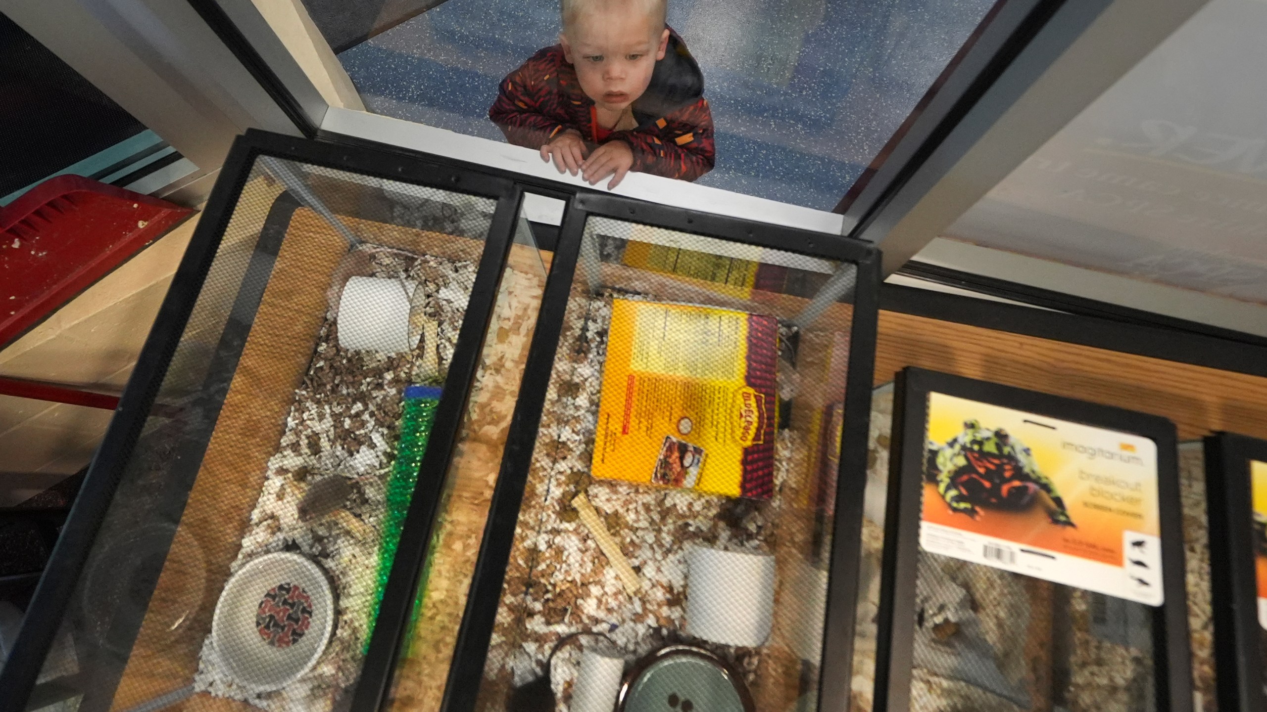 Grady McKinnon, 2, of Nottingham, N.H. watches fancy mice in glass tanks, which were a portion of nearly 1,000 that surrendered, at the New Hampshire SPCA, Friday, Nov. 15, 2024, in Stratham, N.H. (AP Photo/Charles Krupa)