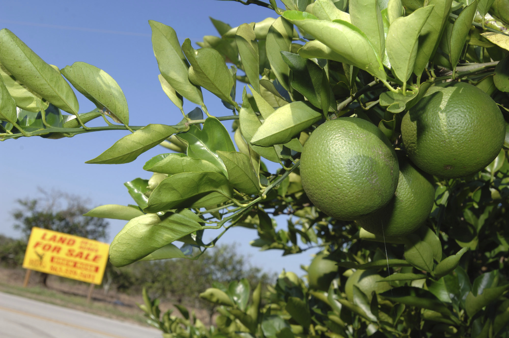 FILE - A "For Sale" sign sits among an acreage of orange trees in Bartow, Fla., Oct. 12, 2007. (AP Photo/Phelan M. Ebenhack, File)