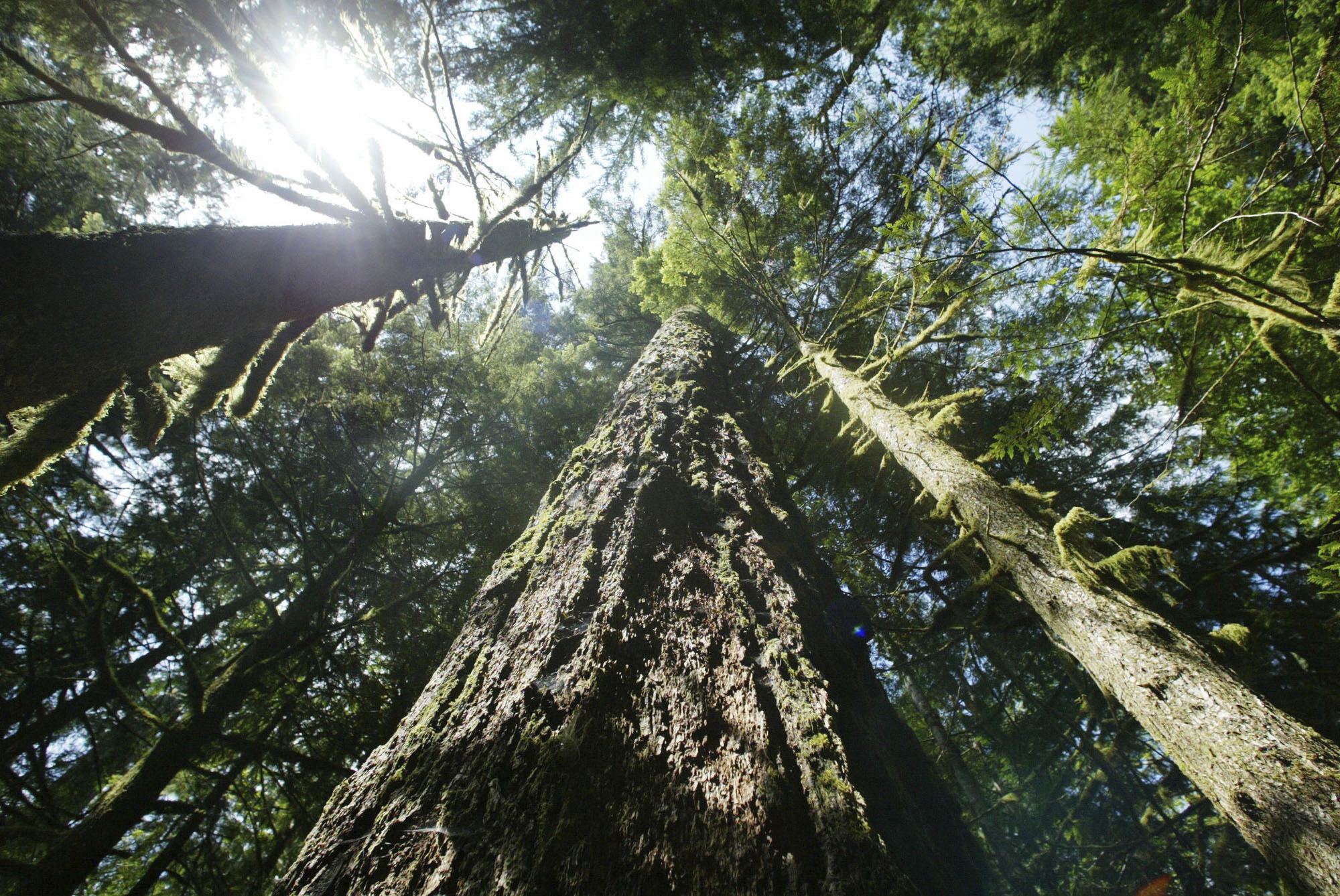 FILE - Old-growth Douglas fir trees stand along the Salmon River Trail, June 25, 2004, in Mt. Hood National Forest outside Zigzag, Ore. (AP Photo/Rick Bowmer, File)