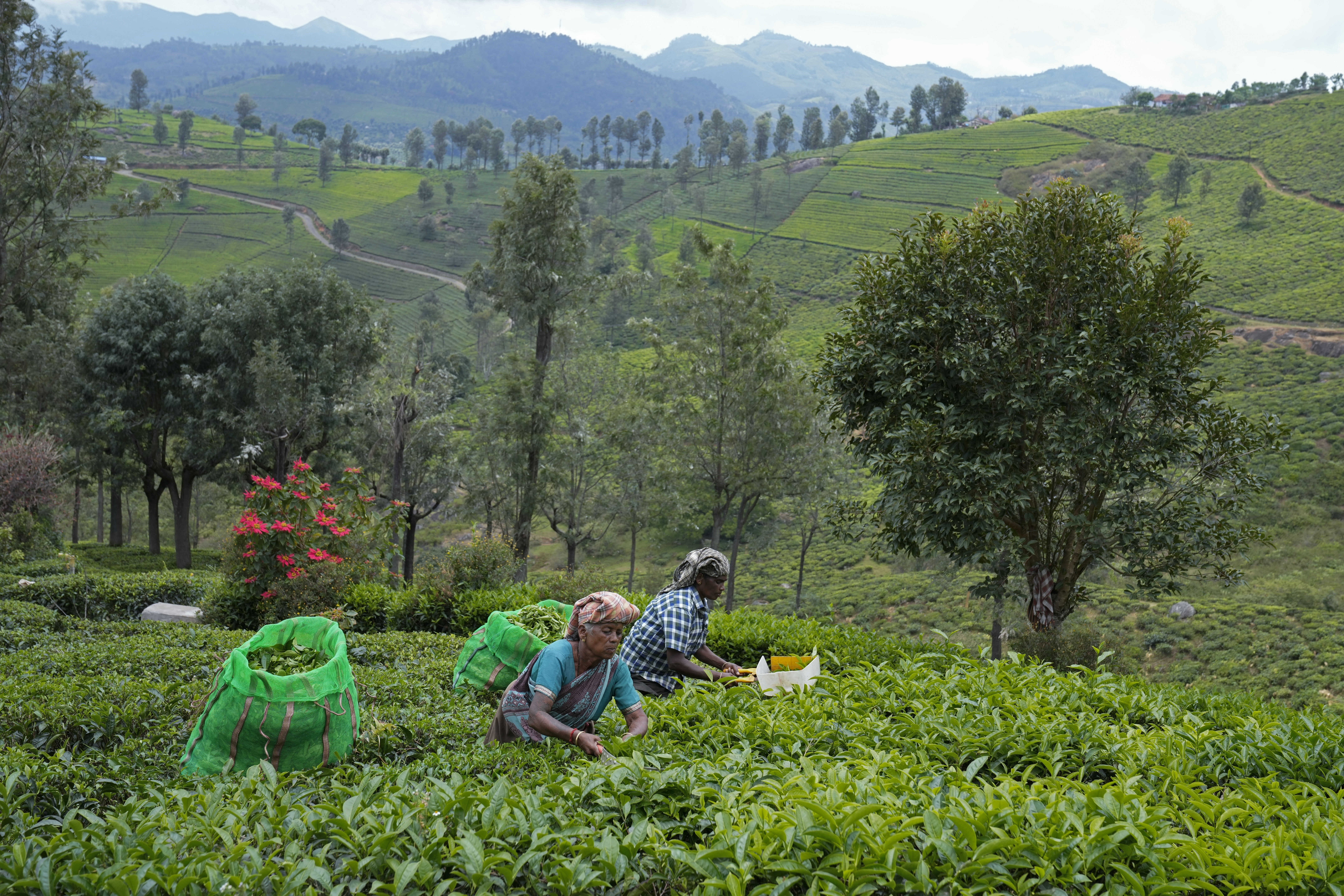 Workers pluck tea leaves using cutters at a tea estate in Nilgiris district, India, Wednesday, Sept. 25, 2024. (AP Photo/Aijaz Rahi)