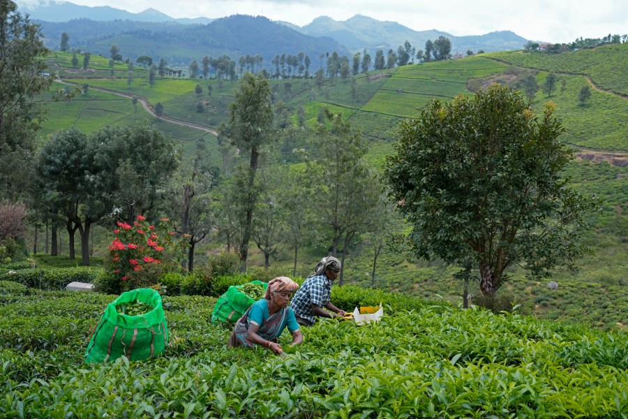 Workers pluck tea leaves using cutters at a tea estate in Nilgiris district, India, Wednesday, Sept. 25, 2024. (AP Photo/Aijaz Rahi)