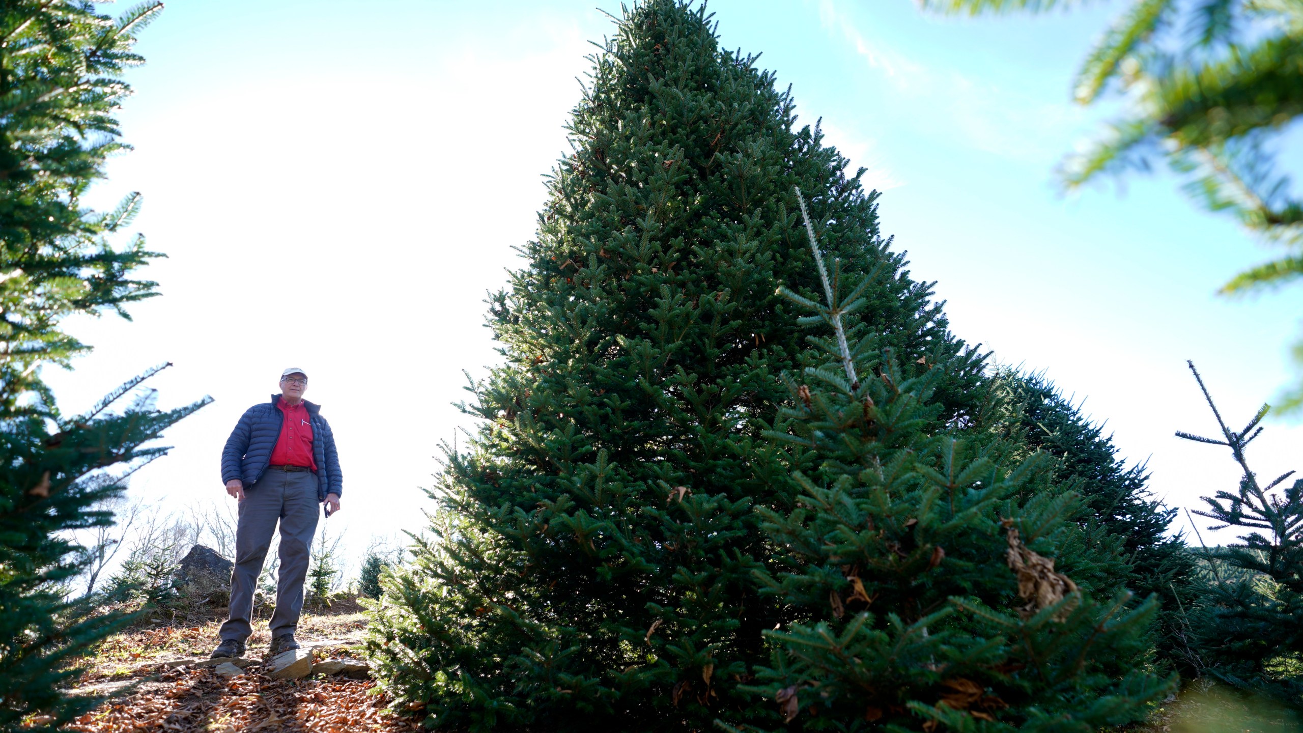 Sam Cartner Jr., co-owner of Cartner's Christmas Tree Farm, poses for a photo next to the official White House Christmas tree, a 20-foot Fraser fir, Wednesday, Nov. 13, 2024, in Newland, N.C. (AP Photo/Erik Verduzco)