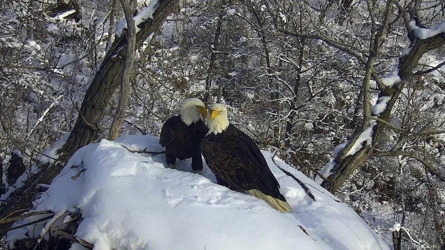 A pair of eagles that were followed by viewers worldwide on the Minnesota Department of Natural Resources EagleCam are shown in this undated handout photo from the agency in 2023, from a nest in an undisclosed location. (Minnesota Department of Natural Resources via AP)