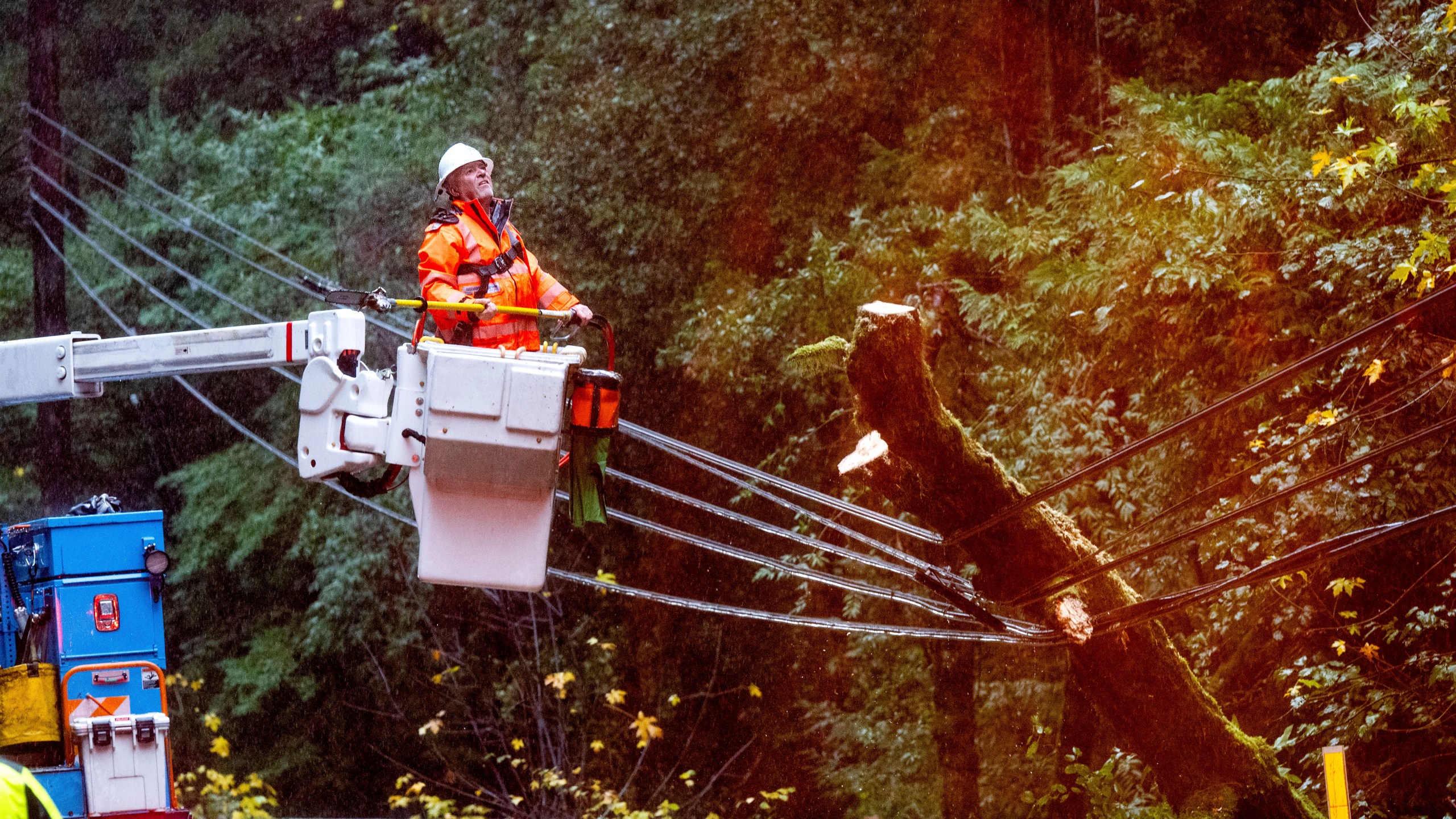 A Pacific Gas & Electric worker pauses while sawing a tree that toppled into power lines during heavy rains on Wednesday, Nov. 20, 2024, in the Occidental community of unincorporated Sonoma County, Calif. (AP Photo/Noah Berger)