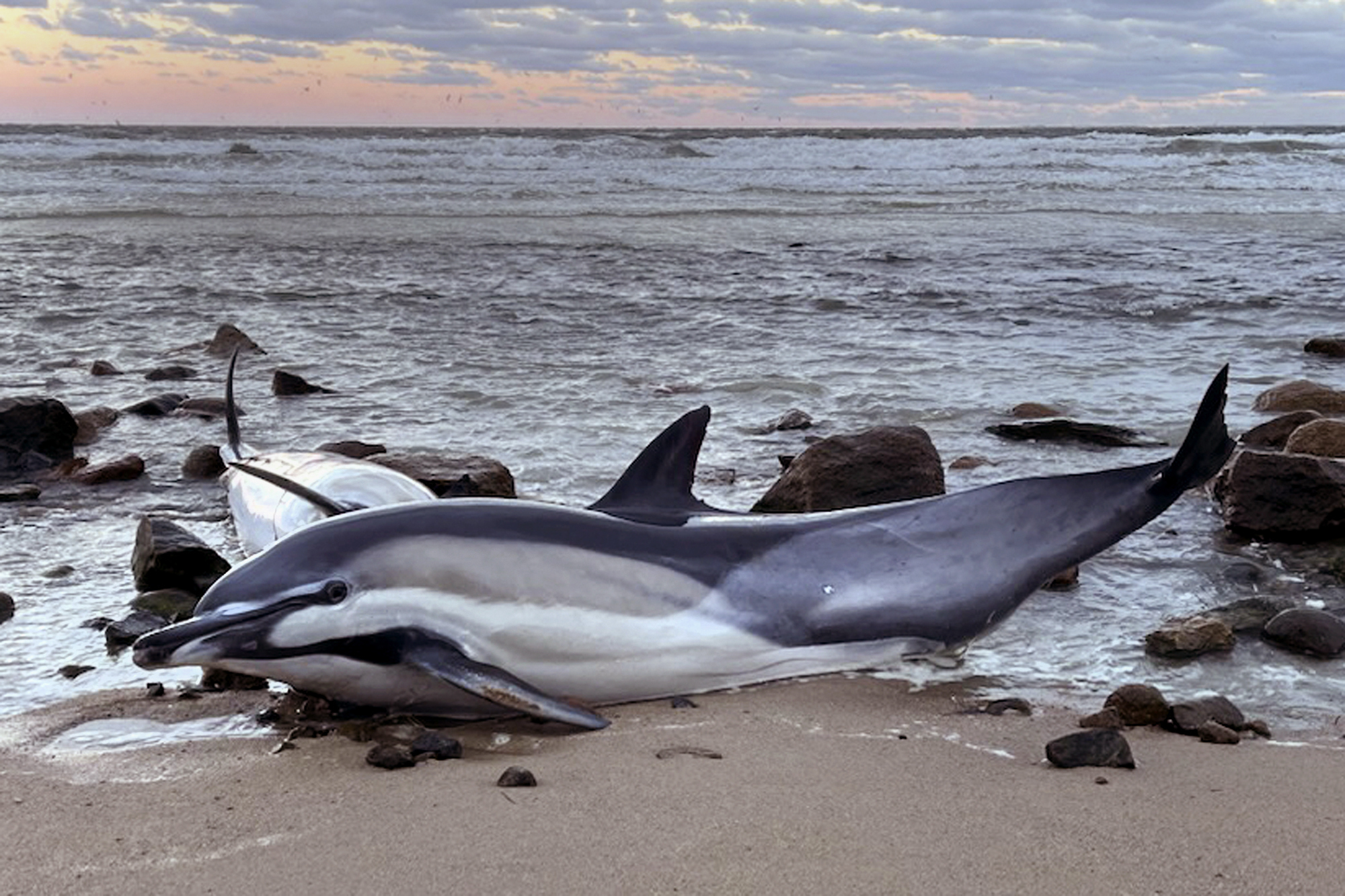 In this image provided by the International Fund for Animal Welfare, two dolphins are stranded along Ellis Landing, Nov. 9, 2024, in Brewster, Mass. An unprecedentedly bad year for beached dolphins on Cape Cod might have to do with warming waters changing the availability of the animals' food, said scientists hoping to curb the strandings. (International Fund for Animal Welfare via AP)