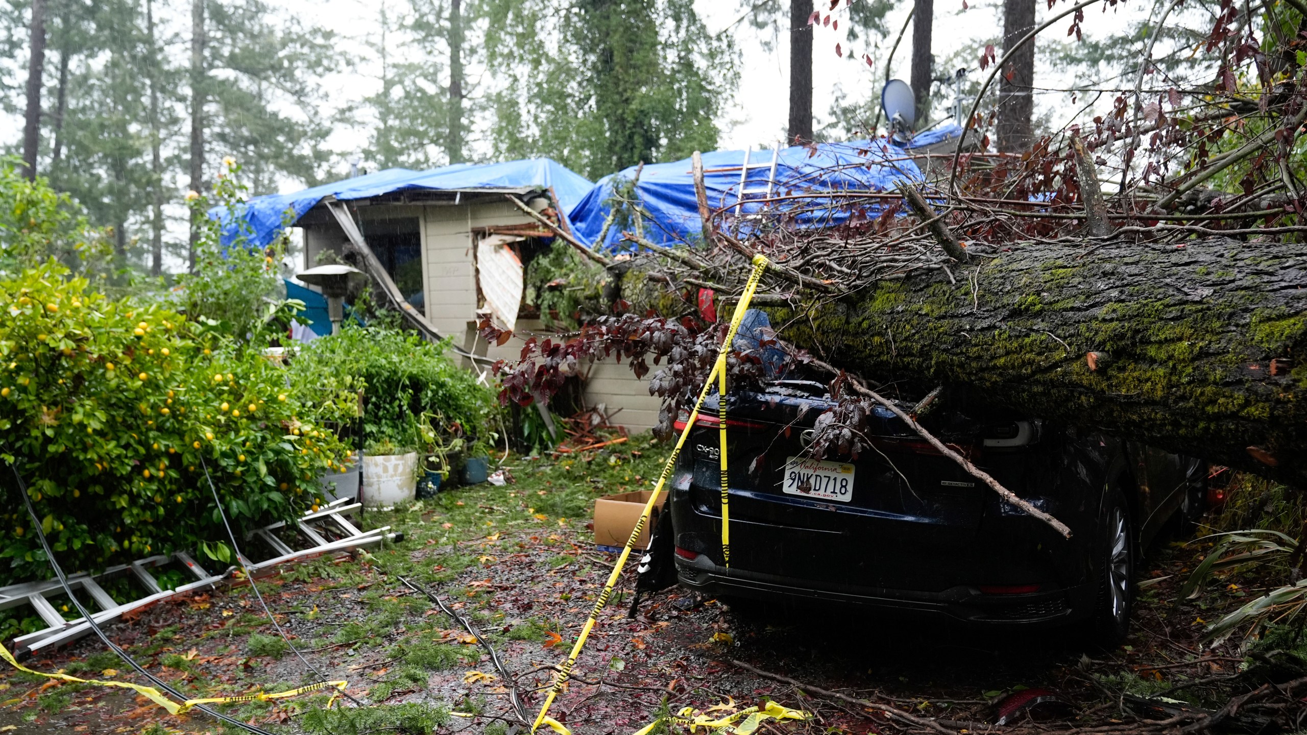 A downed tree destroys a vehicle and a property during a storm, Thursday, Nov. 21, 2024, in Forestville, Calif. (AP Photo/Godofredo A. Vásquez)