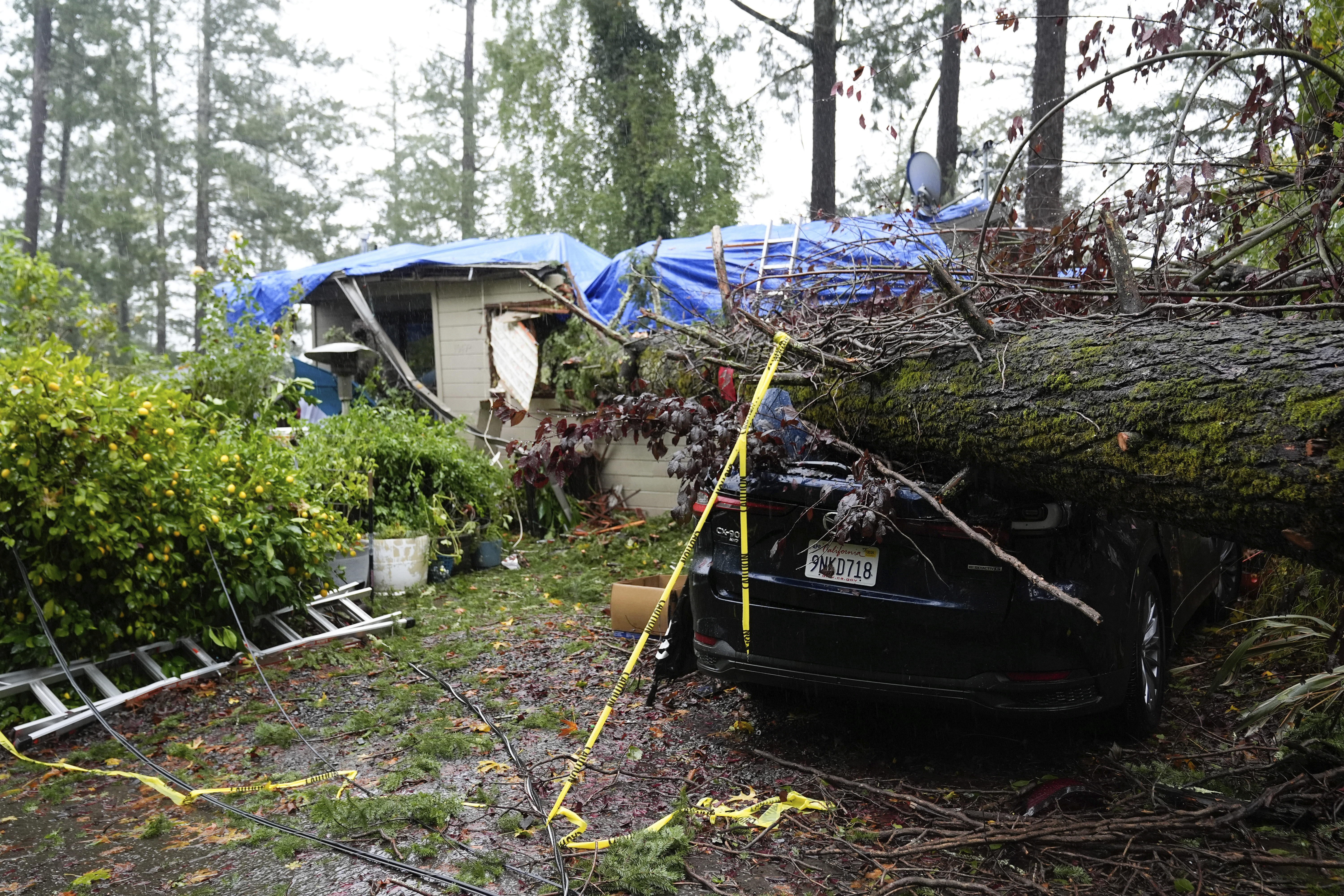 A downed tree destroys a vehicle and a property during a storm, Thursday, Nov. 21, 2024, in Forestville, Calif. (AP Photo/Godofredo A. Vásquez)