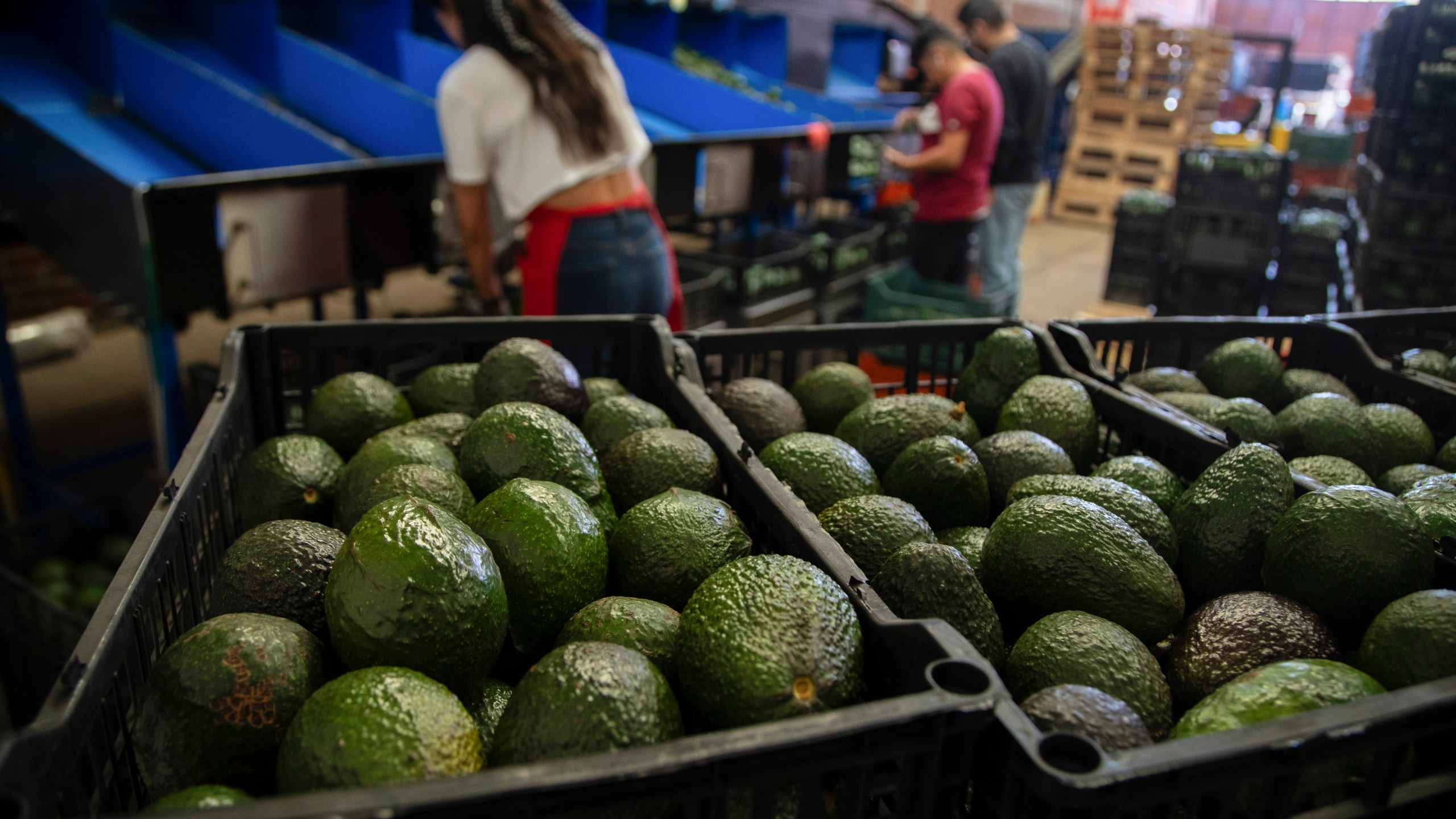 FILE - Avocados are stored in crates at a packing plant in Uruapan, Michoacan state, Mexico on Feb. 9, 2024. (AP Photo/Armando Solis, File)