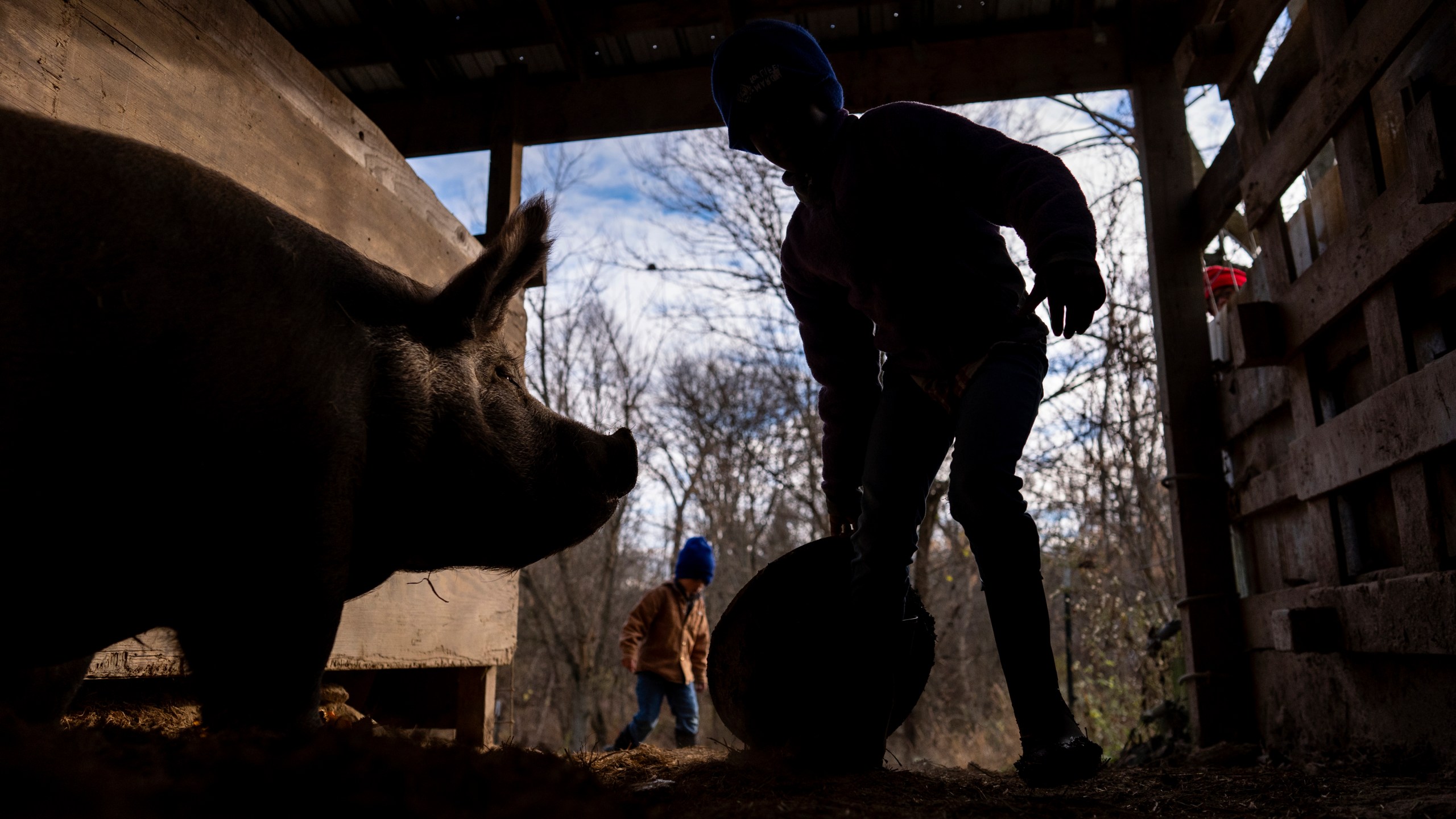 Gianna Young, 7, feeds "Mama Pig" as she does farm chores with her brothers, Lucas, 8, right in the red hat, and Isaac, 5, left, before homeschooling on Tuesday, Nov. 12, 2024, in Sunbury, Ohio. (AP Photo/Carolyn Kaster)