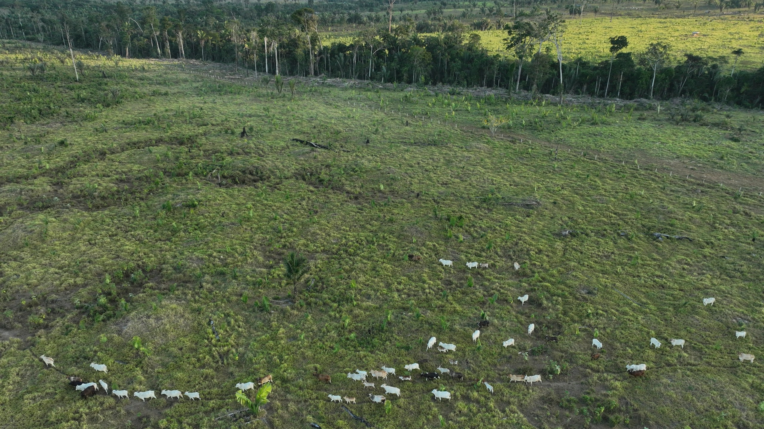 FILE - Cattle walk along an illegally deforested area in an extractive reserve near Jaci-Parana, Rondonia state, Brazil, July 12, 2023. (AP Photo/Andre Penner, File)