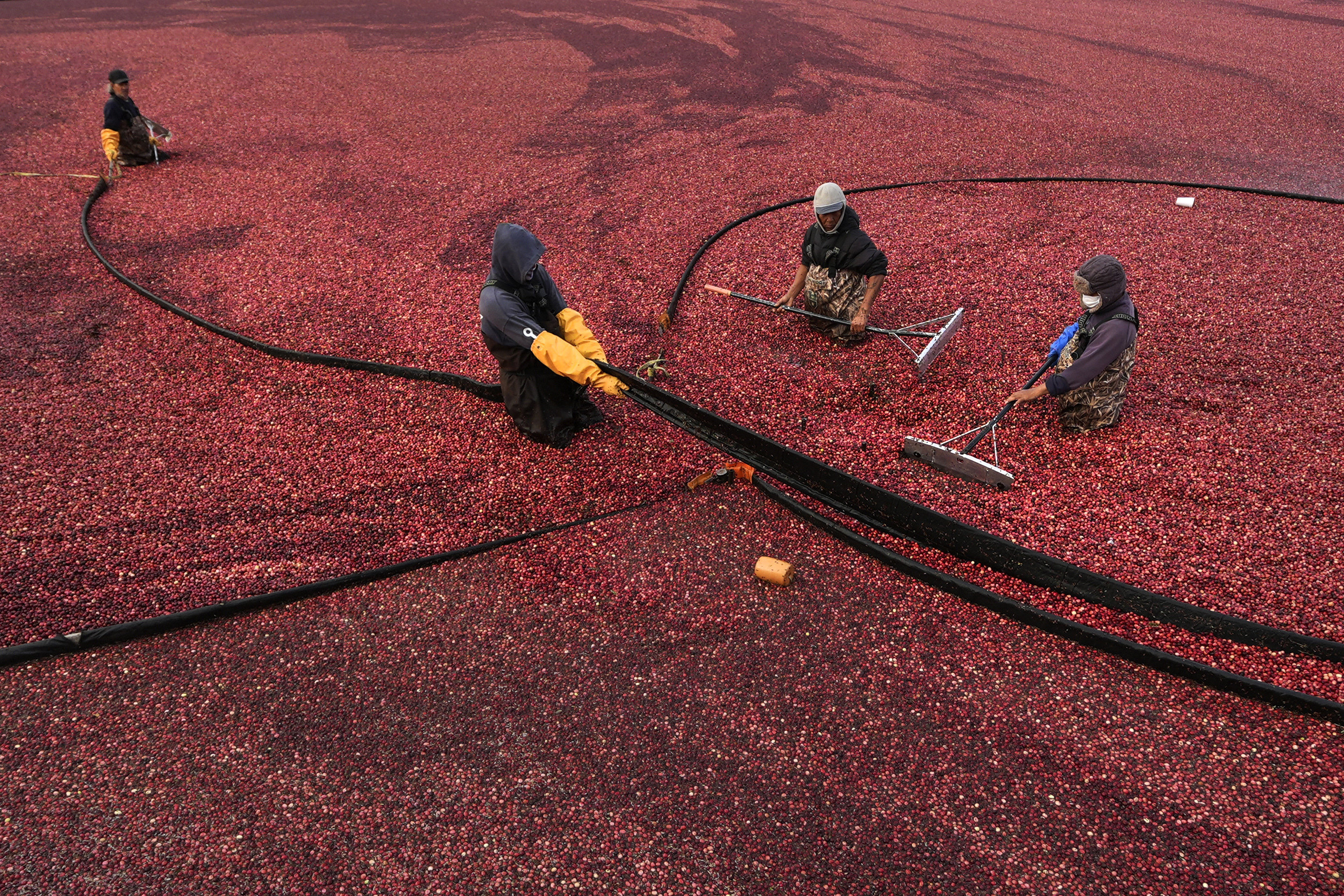 Workers adjust floating booms while wet harvesting cranberries at Rocky Meadow Bog, Friday, Nov. 1, 2024, in Middleborough, Mass. (AP Photo/Charles Krupa)