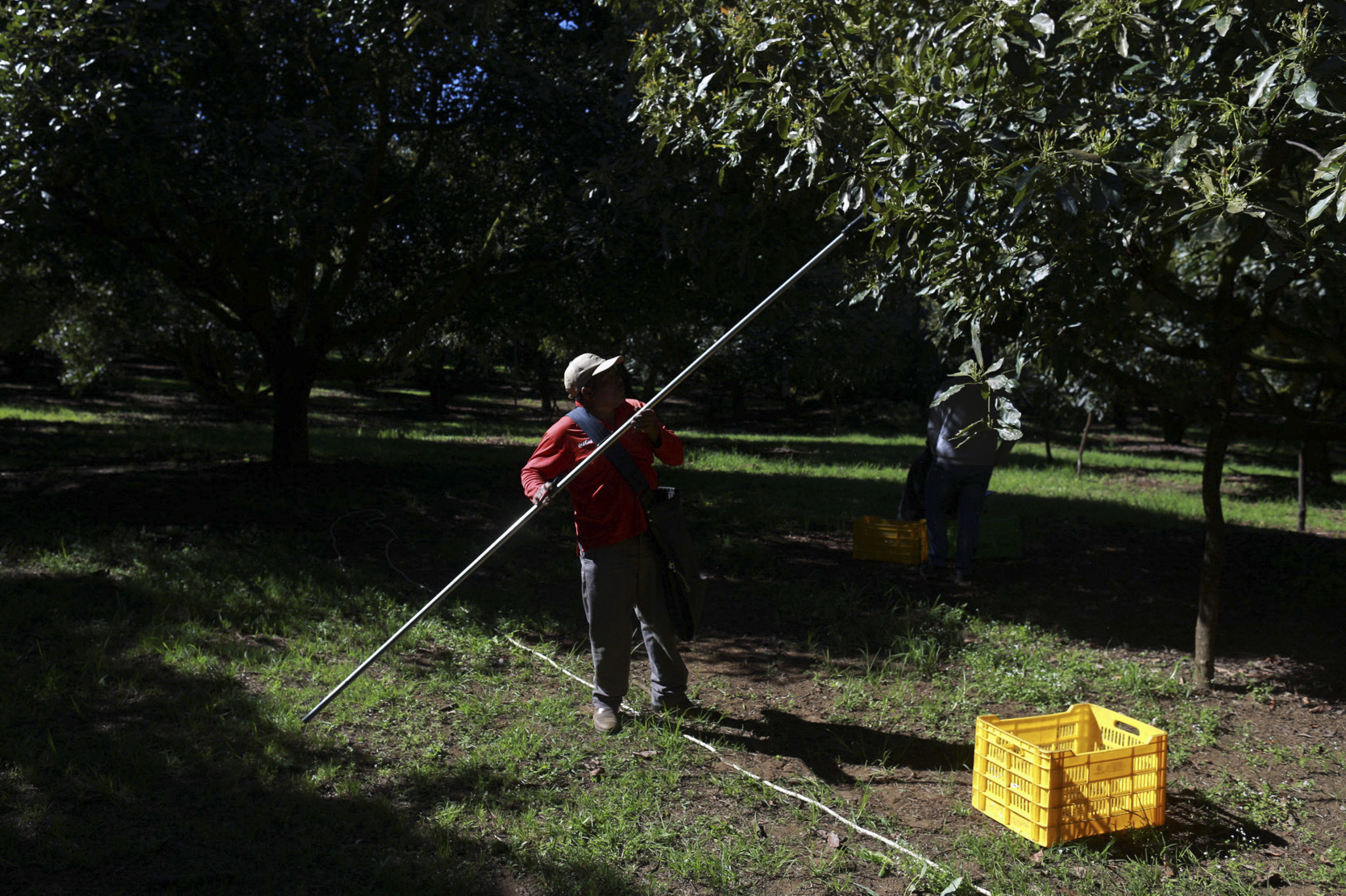 A farmhand harvests avocados at an orchard in Santa Ana Zirosto, Michoacan sate, Mexico, Wednesday, Nov. 27, 2024. (AP Photo/Armando Solis)