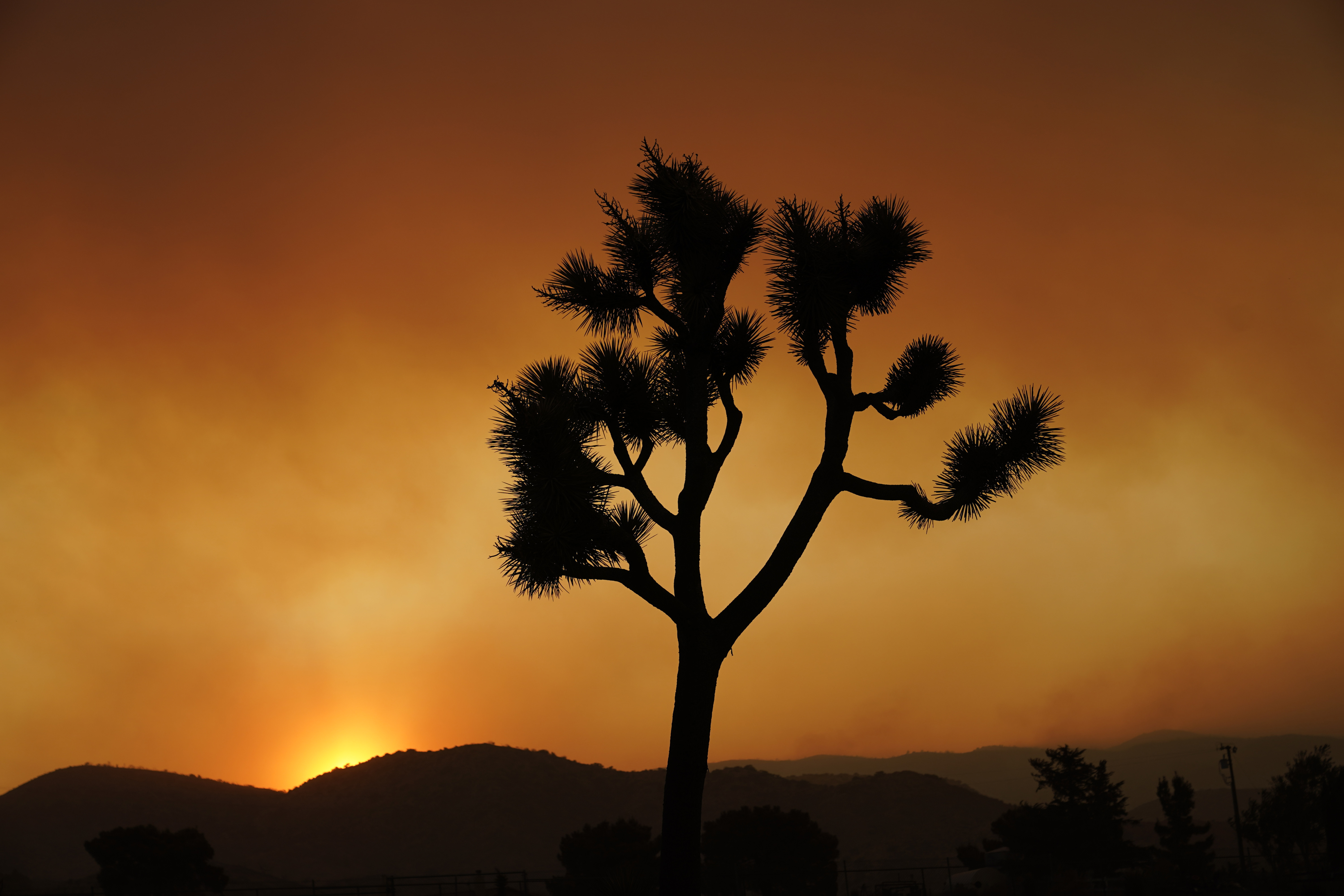 FILE—A Joshua tree is silhouetted in front of the Bobcat Fire at sunset Saturday, Sept. 19, 2020, in Juniper Hills, Calif. (AP Photo/Marcio Jose Sanchez, File)