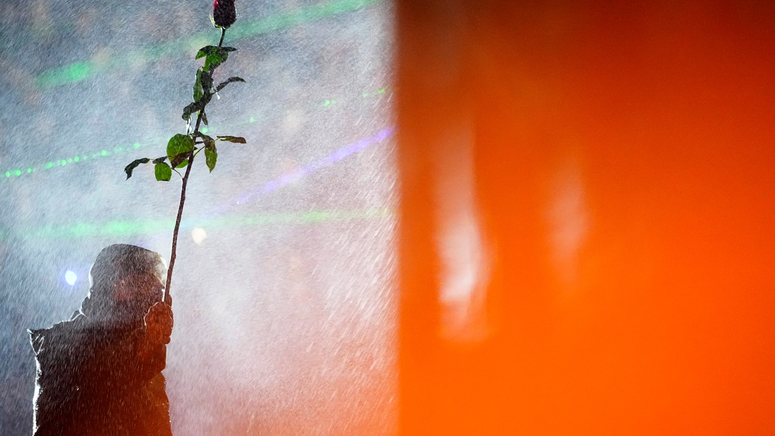 A demonstrator holds a rose while standing under running water from a fire pump used by police during a rally outside the parliament's building to protest against the government's decision to suspend negotiations on joining the European Union in Tbilisi, Georgia, on Tuesday, Dec. 3, 2024. (AP Photo/Pavel Bednyakov)