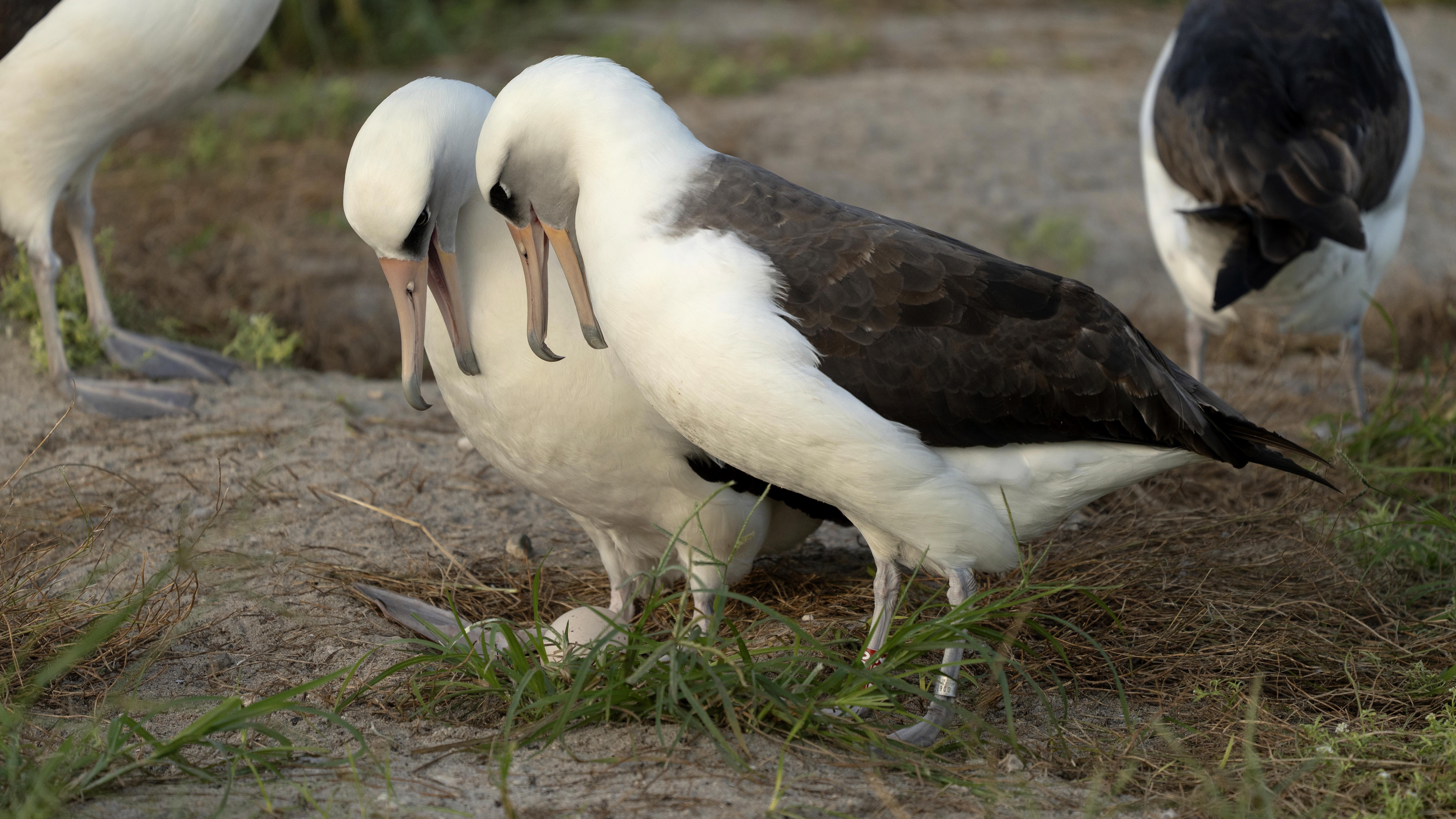 Wisdom, the legendary Laysan albatross or mōlī, stands at right with red leg tag next to her new partner as they admire their recently laid egg at Midway Atoll National Wildlife Refuge, Wednesday, Nov. 27, 2024 in Honolulu. (Dan Rapp/USFWS via AP)