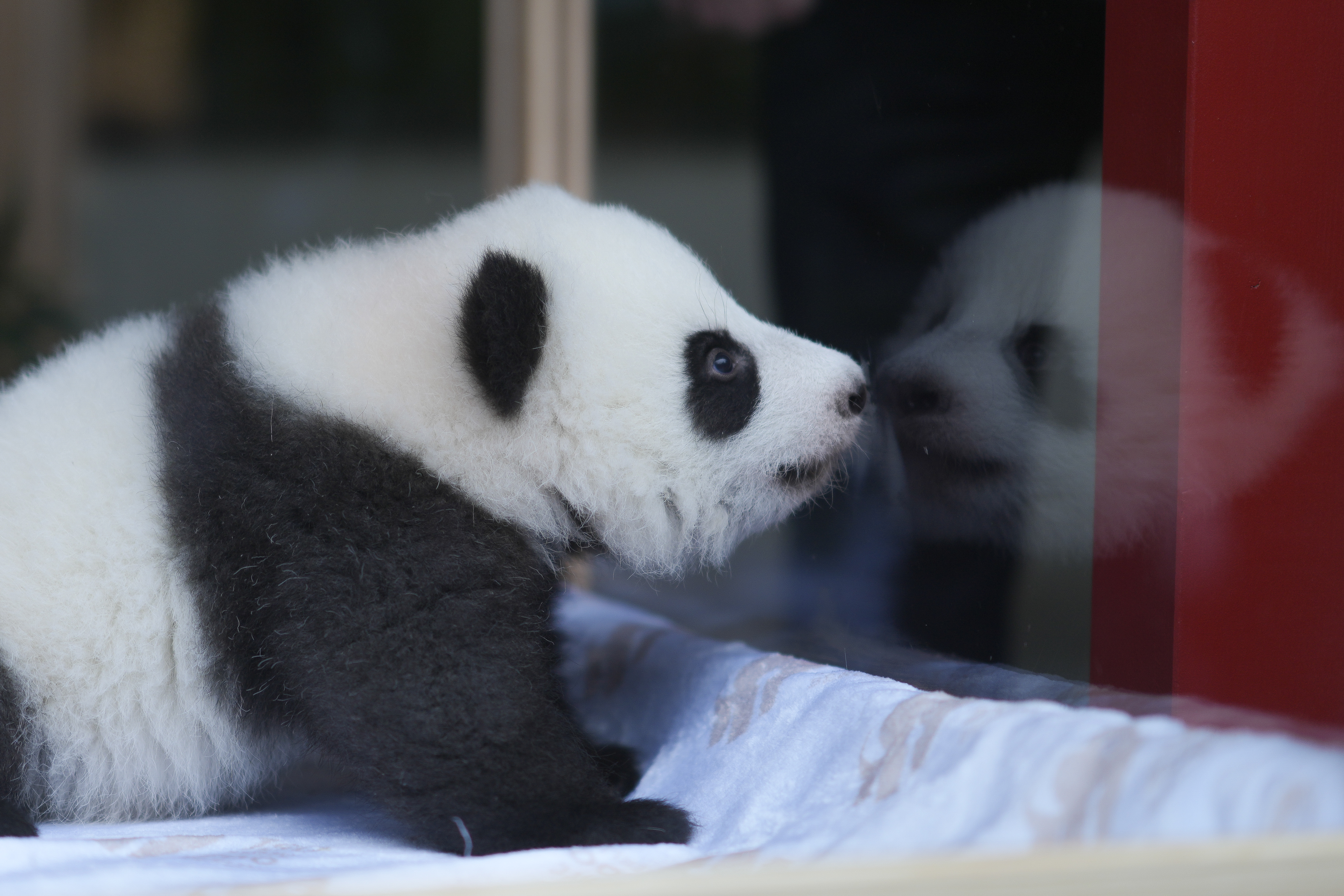 One of the newly born twin panda bear cubs, named Meng Hao and Meng Tian or Leni and Lotti, looks out of the enclosure, during the official presentation of their names, at the Zoo in Berlin, Germany, Friday, Dec. 6, 2024. (AP Photo/Markus Schreiber)