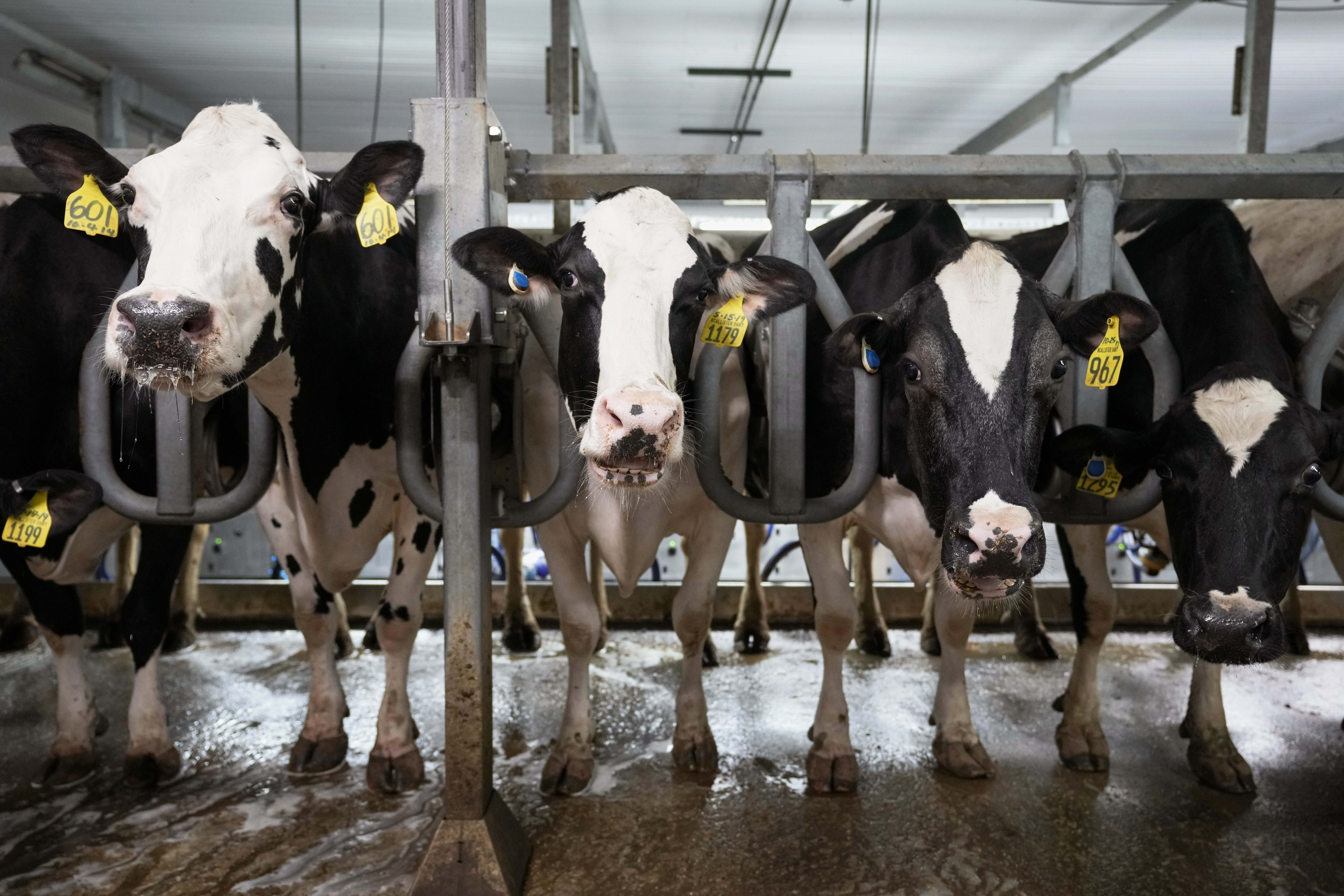 FILE - Cows stand in the milking parlor of a dairy farm in New Vienna, Iowa, on Monday, July 24, 2023. (AP Photo/Charlie Neibergall, File)