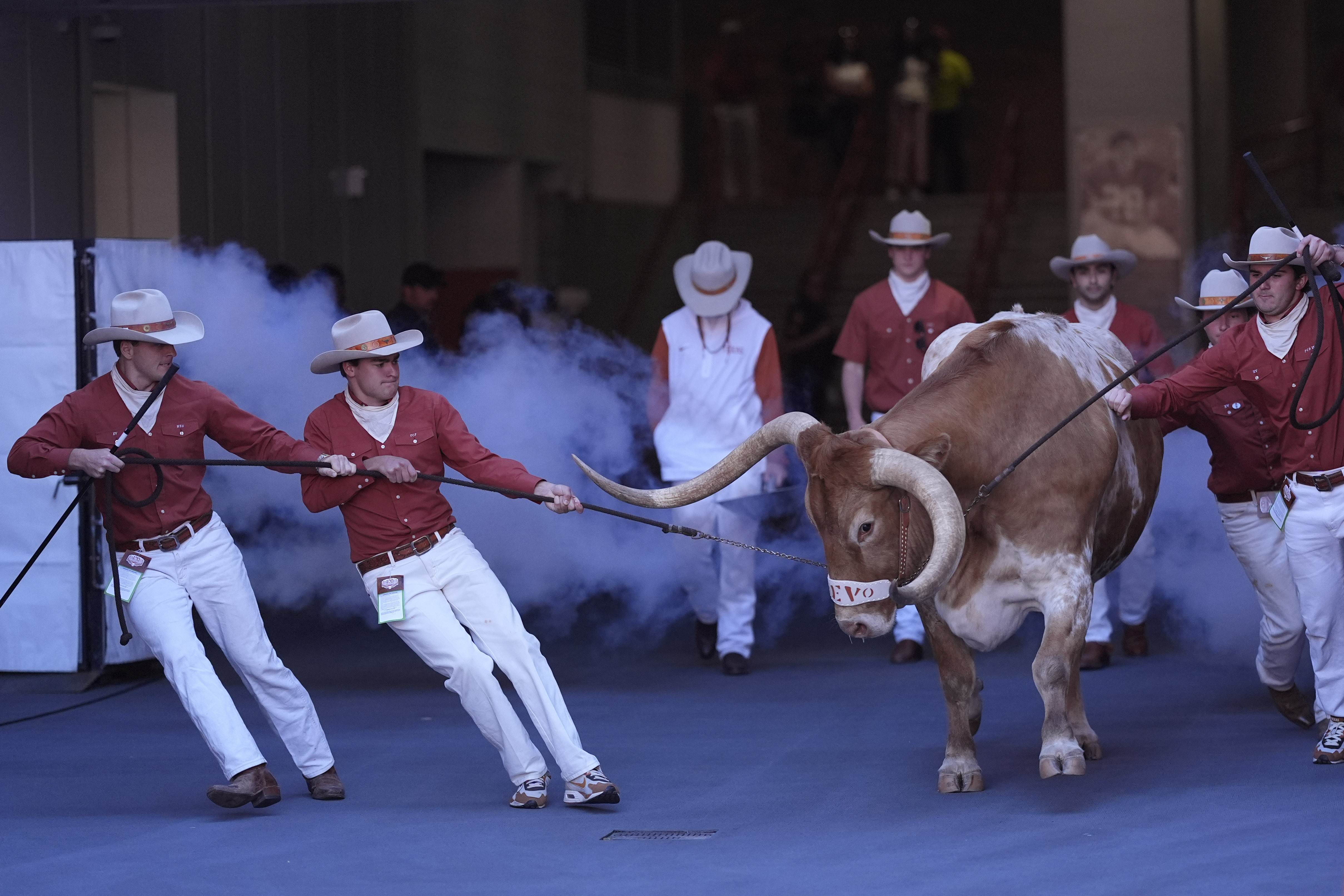 Texas mascot Bevo is guided to the field before an NCAA college football game between Texas and Kentucky in Austin, Texas, Saturday, Nov. 23, 2024. (AP Photo/Eric Gay)