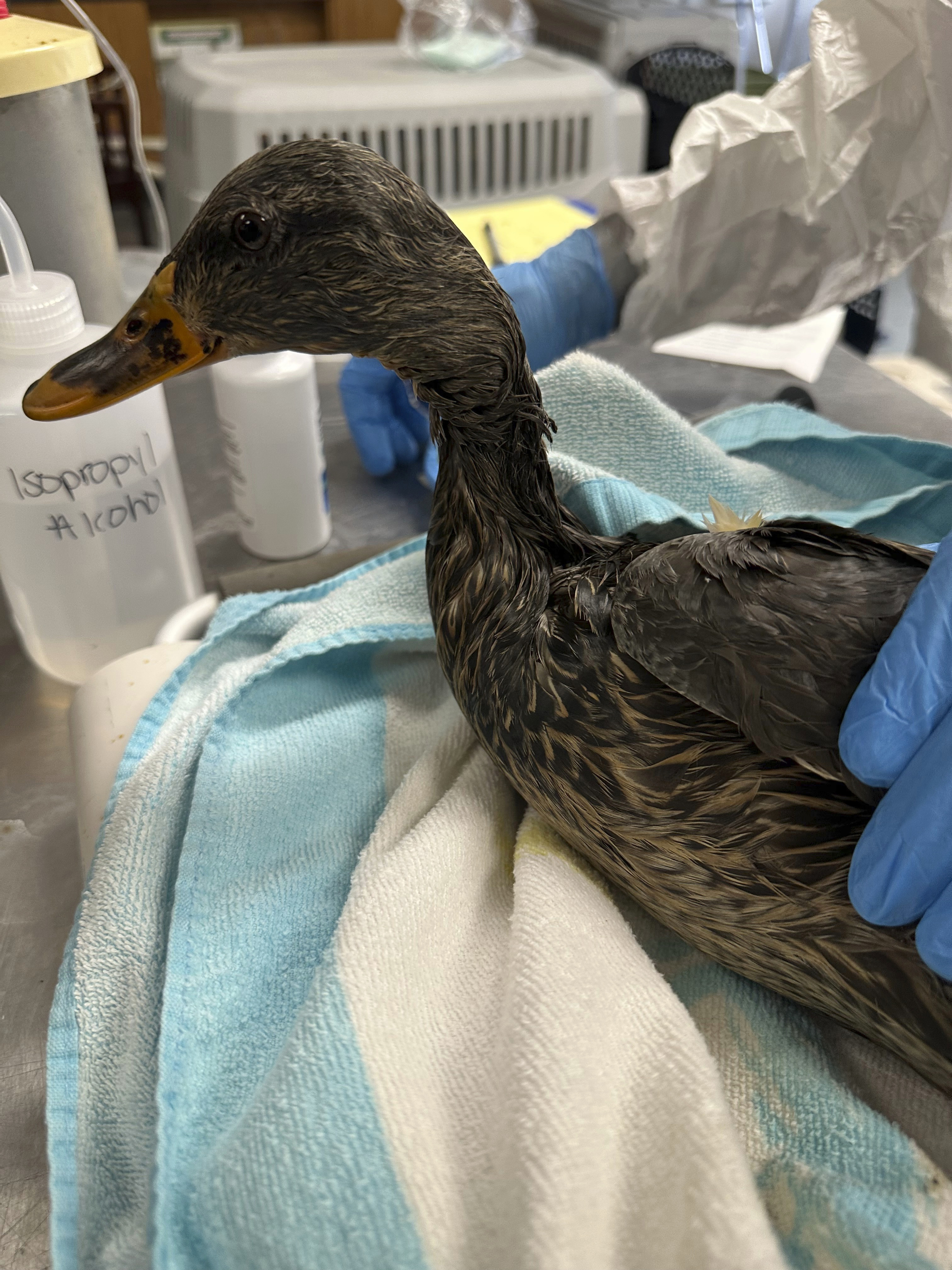 In this photo provided by New England Wildlife Center, wildlife rescuers at New England Wildlife Center in Weymouth, Mass., responded on Monday, Dec. 9, 2024, to rescue dozens of ducks and geese that were affected by an oil spill in a Boston river. (New England Wildlife Center via AP)