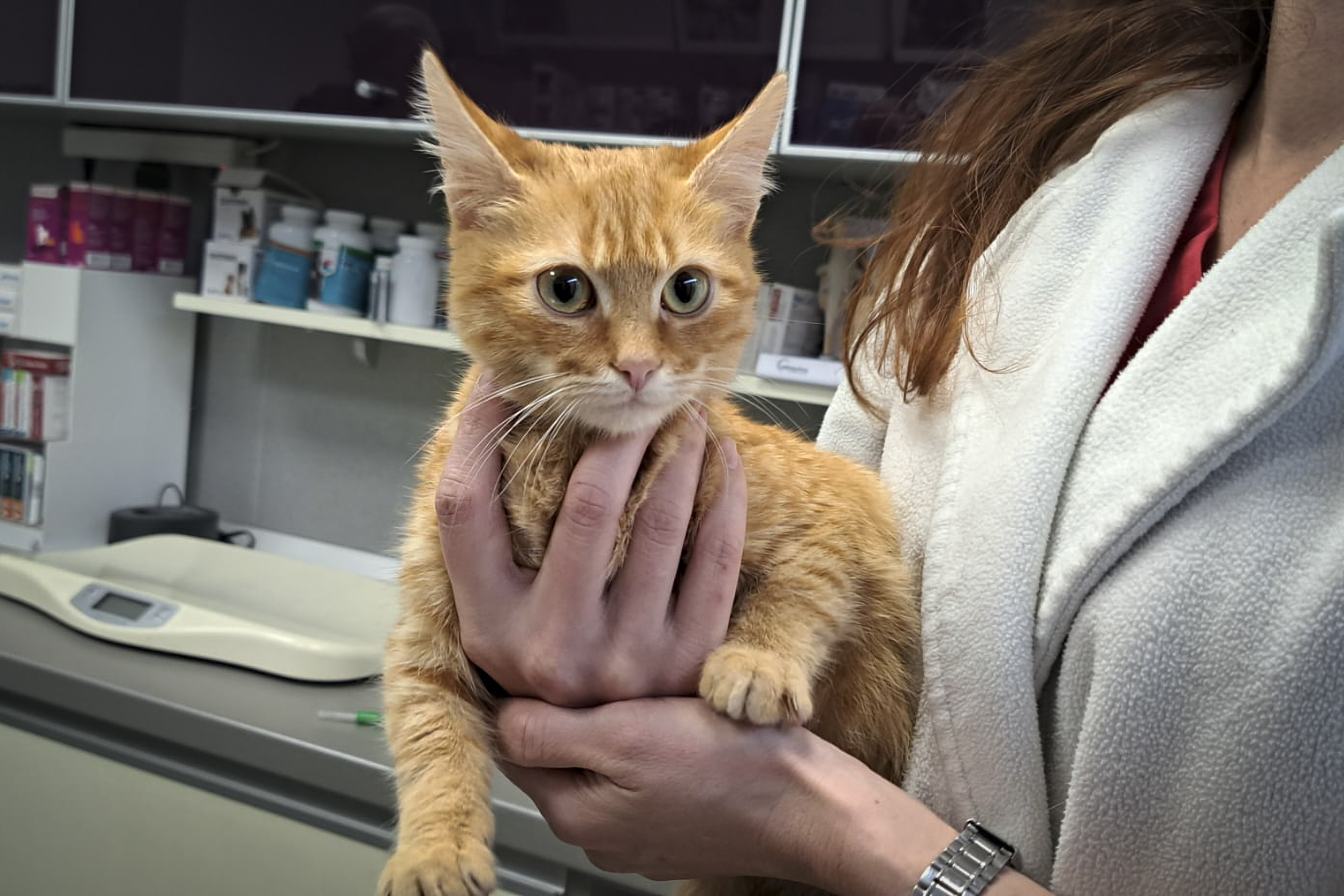 In this image provided by Salvamont Maramures, a Romanian mountain rescue service, Peach the cat is held at the Animal Med vet clinic after being rescued along with its owner, 28 year-old Vladislav Duda from Ukraine, three days ago from a deep mountain ravine in Baia Mare, Romania, Monday, Dec. 9, 2024. (Salvamont Maramures via AP)