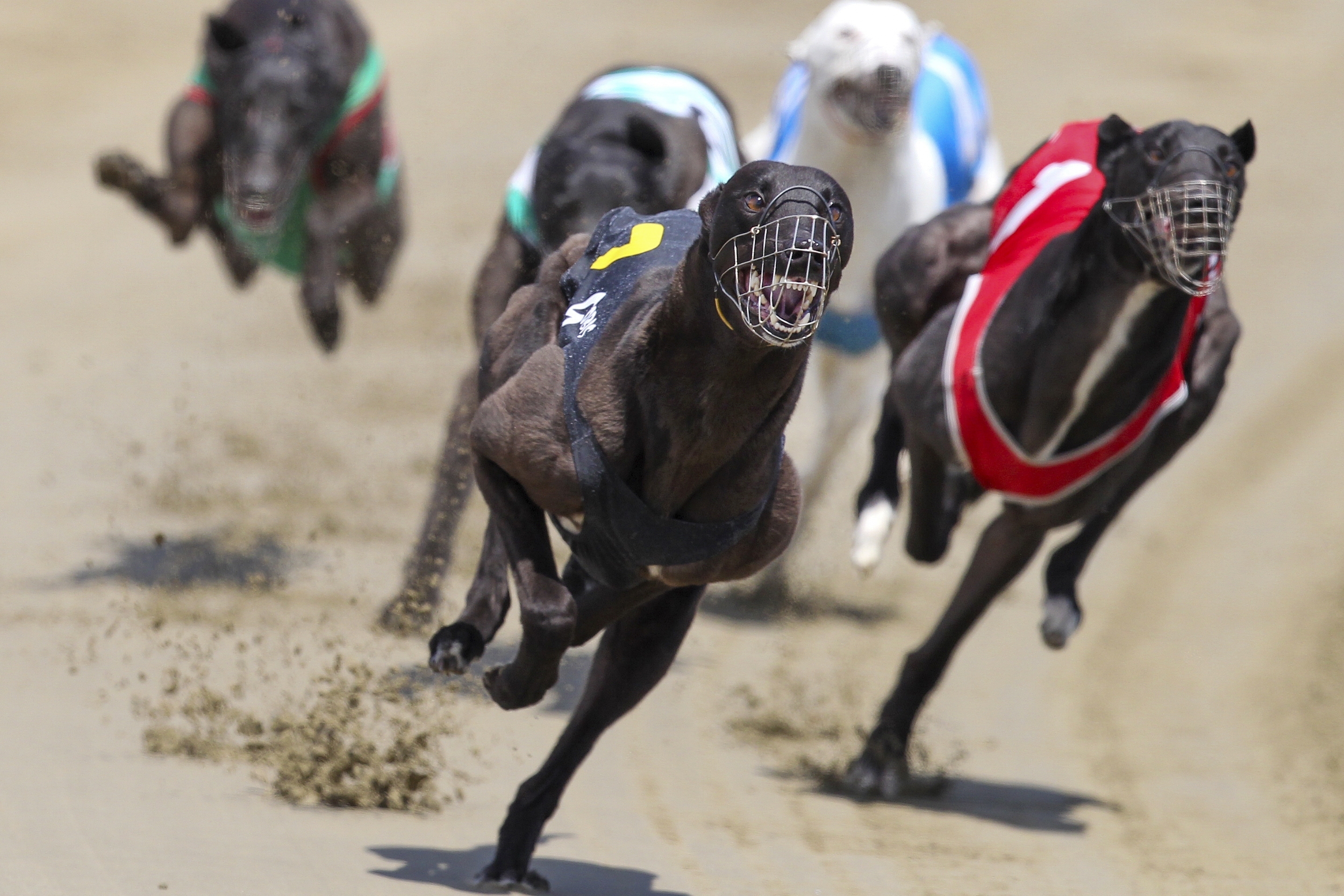 Greyhounds race at the Southland Greyhound Racing Club meeting at Ascot Park raceway, in Invercargill, New Zealand, Dec. 28, 2012, (Robyn Edie/Southland Times via AP)