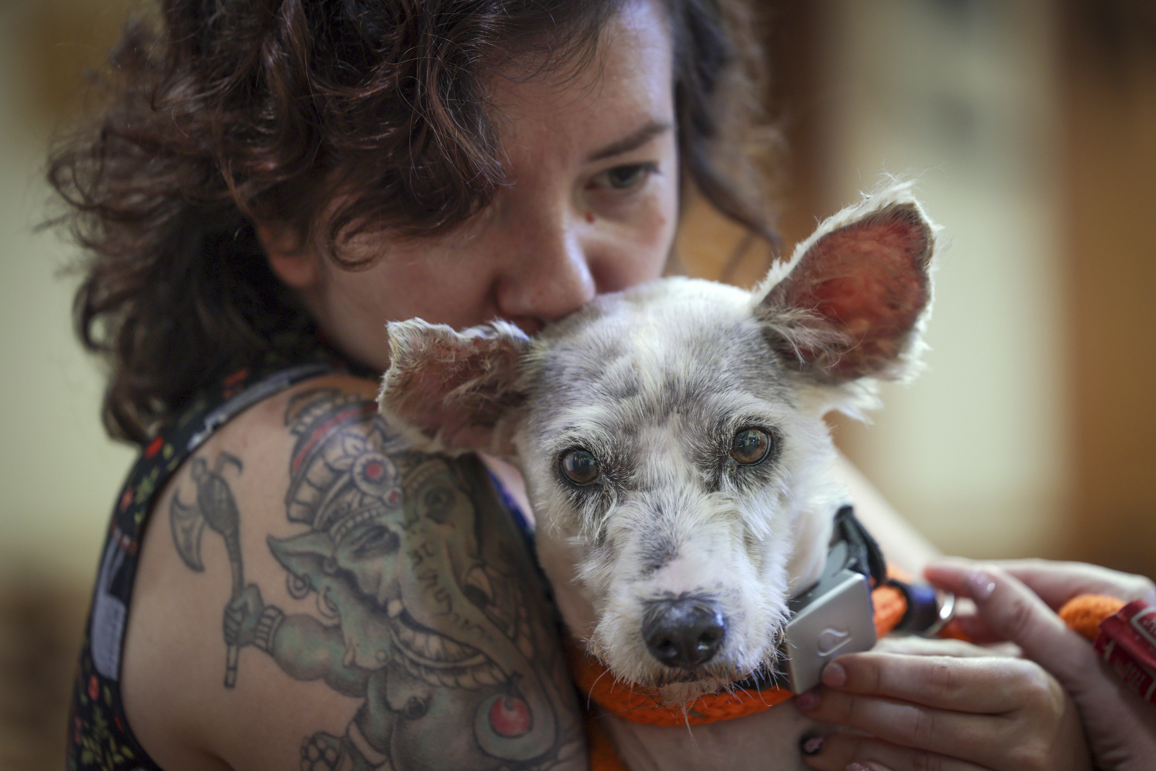 Scrim sits in the arms of Zoey Ponder at Metairie Small Animal Hospital in Metairie, Thursday, Oct. 24, 2024. (Brett Duke/The New Orleans Advocate via AP)