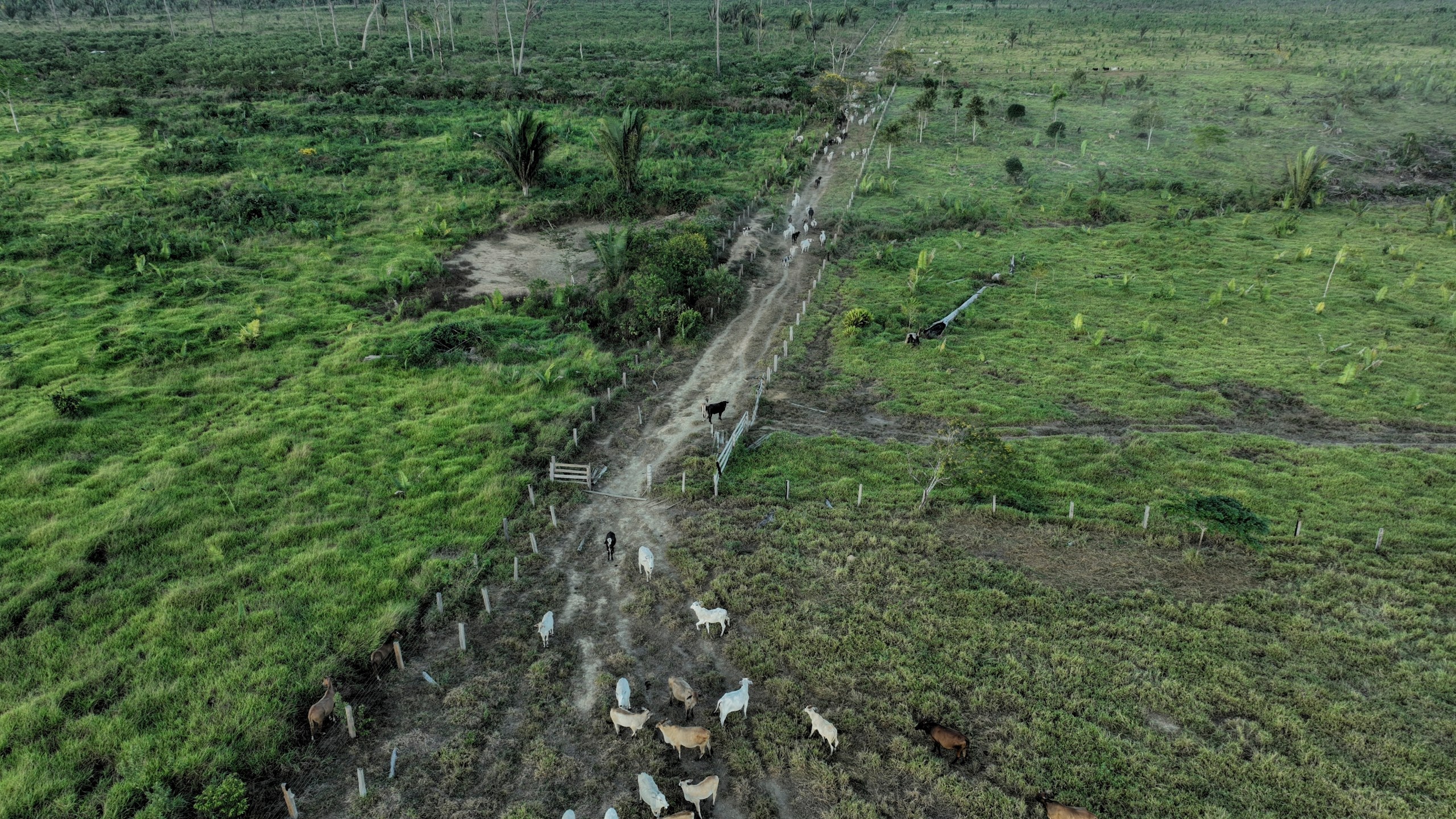 FILE - Cattle walk along an illegally deforested area in an extractive reserve near Jaci-Parana, Rondonia state, Brazil, July 12, 2023. (AP Photo/Andre Penner, File)