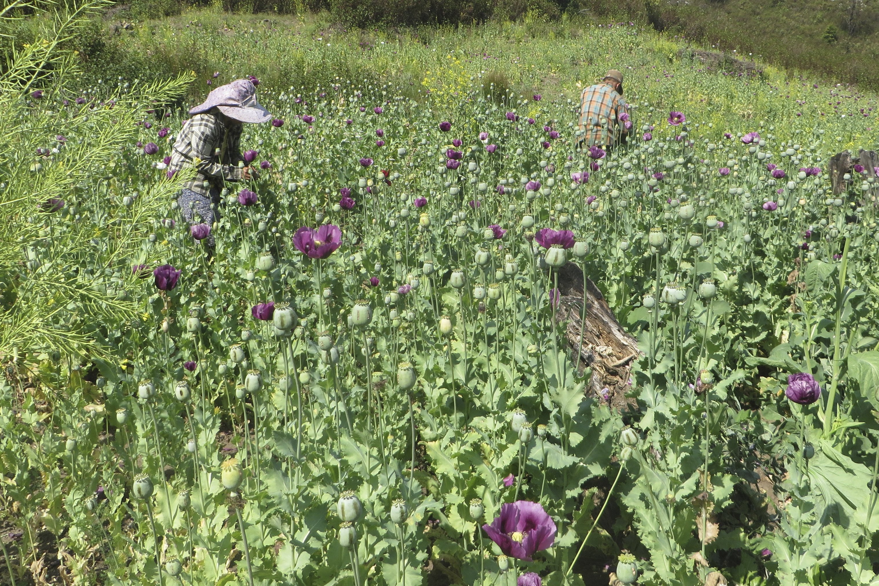 In this undated photo made available Thursday, Dec. 12, 2024 by the United Nations Office on Drugs and Crime (UNODC), workers collect opium gum in a poppy field in Shan State, Myanmar. (UNODC via AP)