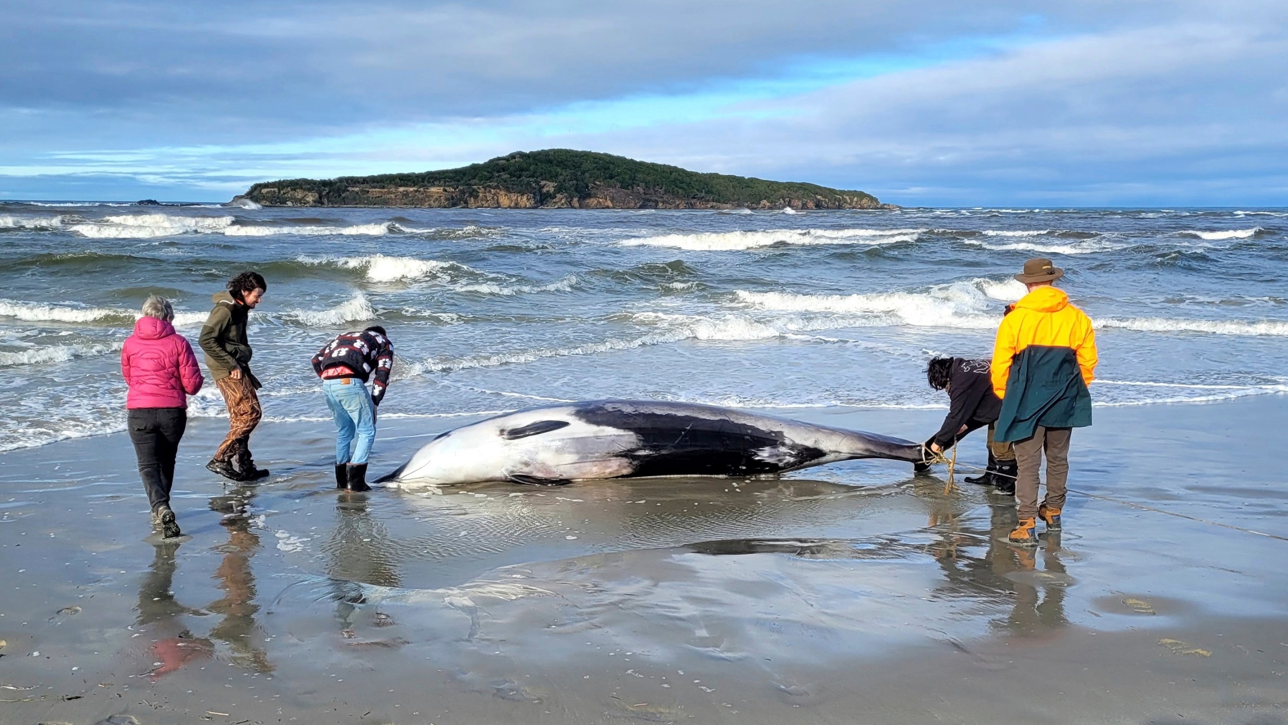 FILE - In this photo provided by the New Zealand Department of Conservation, rangers inspect what is believed to be a rare spade-toothed whale on July 5, 2024, after it was found washed ashore on a beach near Otago, New Zealand. (Department of Conservation via AP, File)