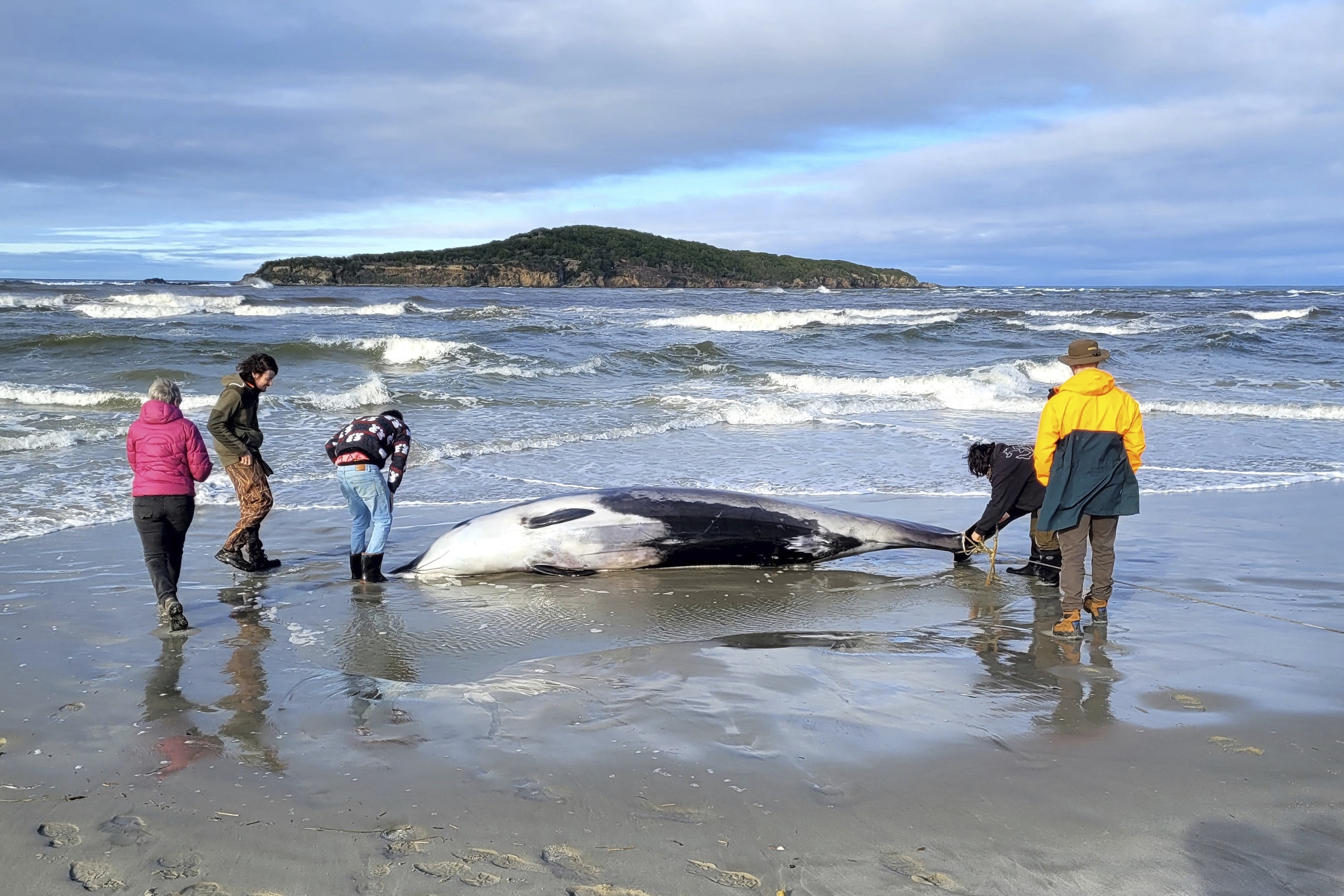 FILE - In this photo provided by the New Zealand Department of Conservation, rangers inspect what is believed to be a rare spade-toothed whale on July 5, 2024, after it was found washed ashore on a beach near Otago, New Zealand. (Department of Conservation via AP, File)