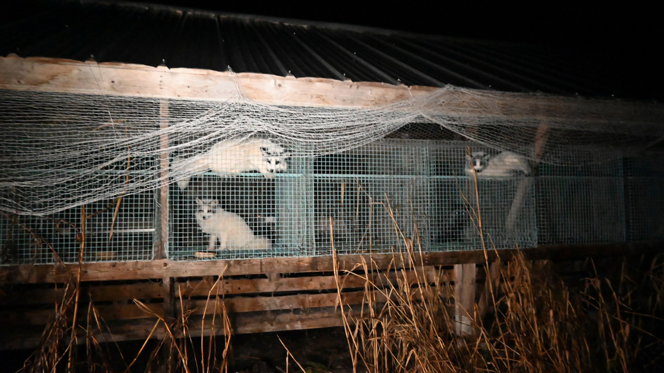 This photo provided by Humany Society International shows foxes inside a cage at a fur farm in western Finland, in late October 2024. (Humany Society International/Oikeutta Elaimille via AP)