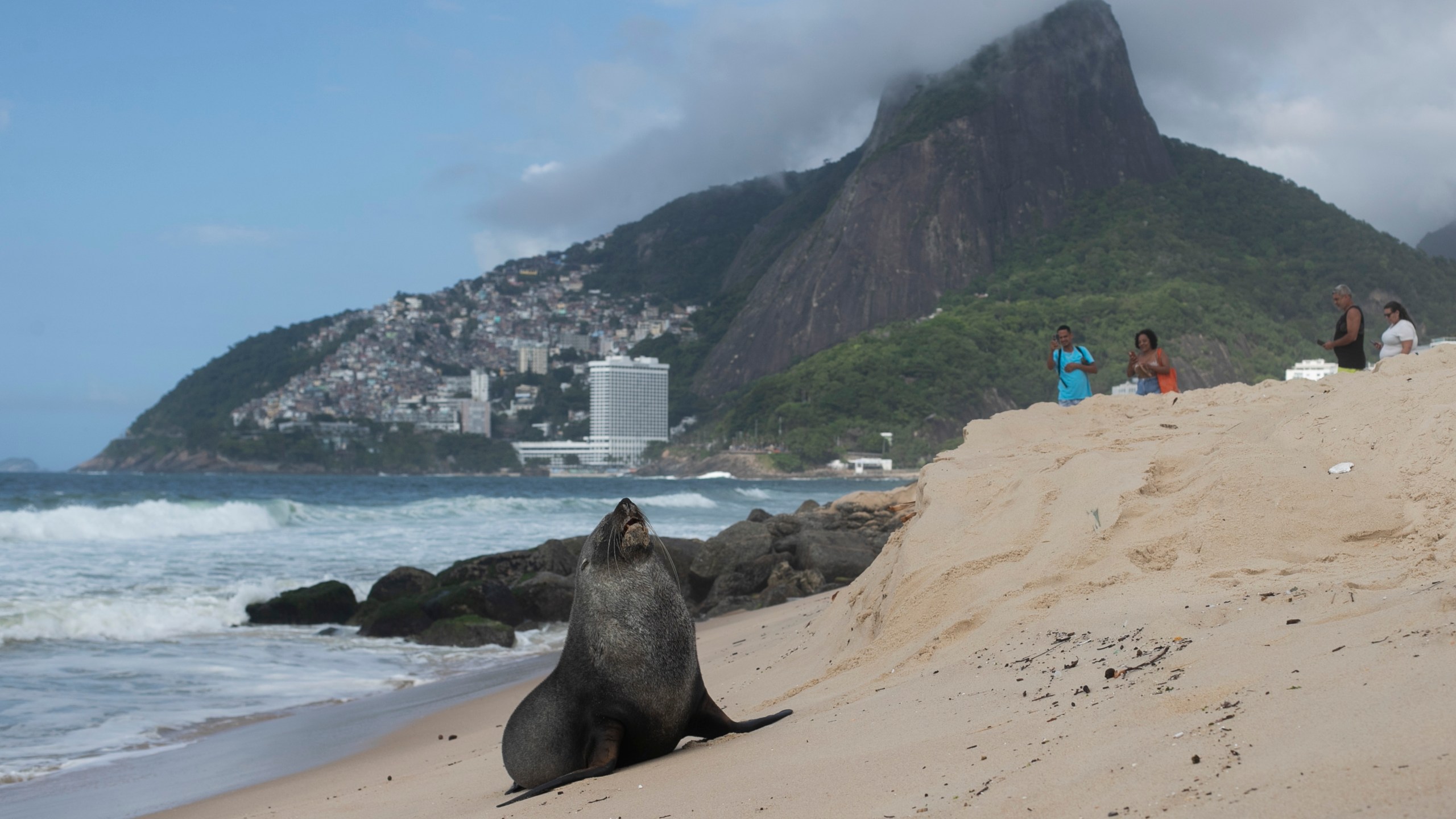 A fur seal stands on Ipanema beach in Rio de Janeiro, Wednesday, Dec. 18, 2024. (AP Photo/Bruna Prado)