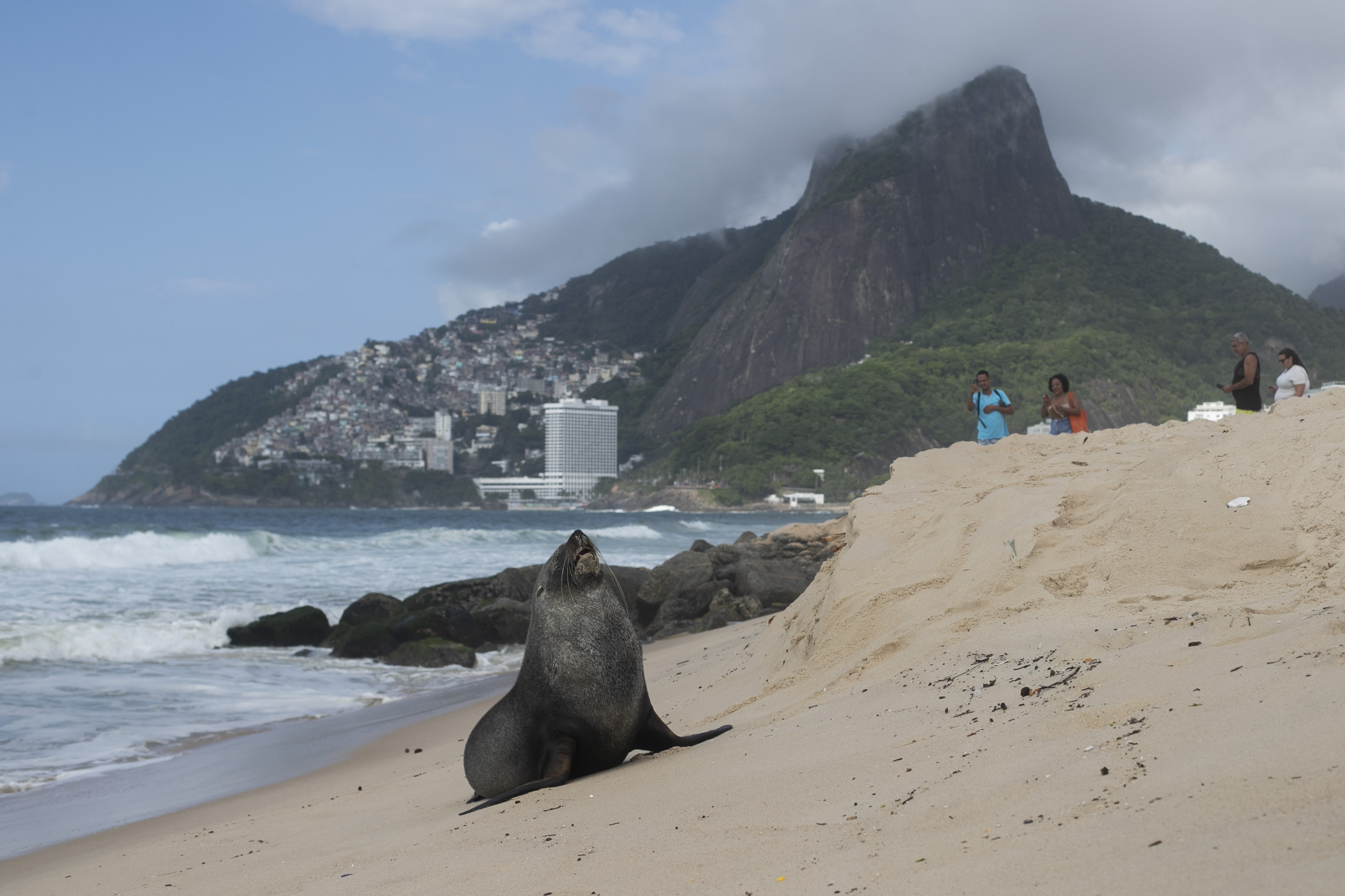 A fur seal stands on Ipanema beach in Rio de Janeiro, Wednesday, Dec. 18, 2024. (AP Photo/Bruna Prado)