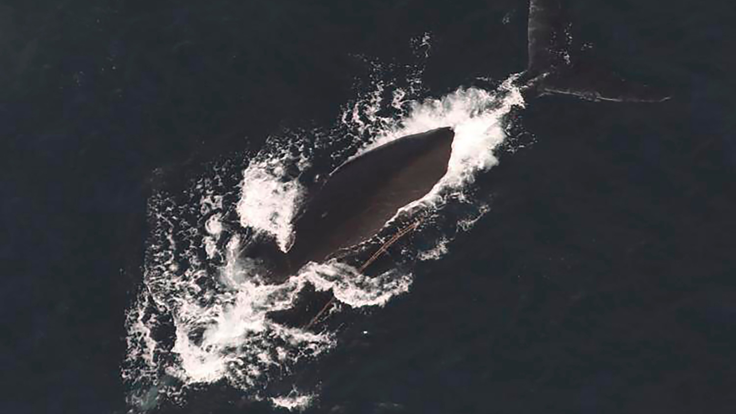 This photo provided by NOAA Fisheries shows a North Atlantic right whale documented with two lines exiting the left side of the mouth on Dec, 9, 2024. (NOAA Fisheries via AP)