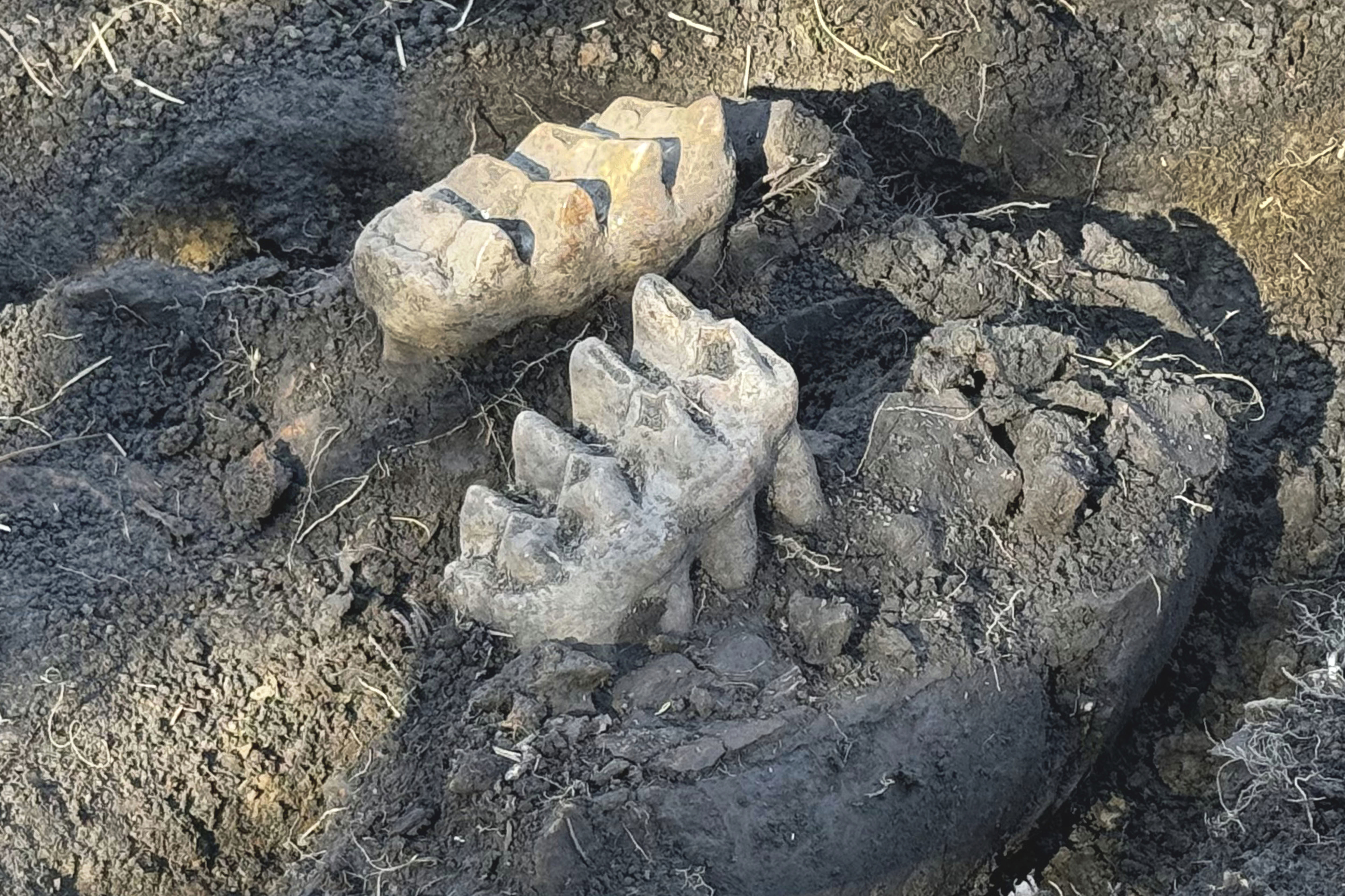 New York State Museum and State University of New York Orange staff unearthed a complete well-preserved mastodon jaw, as well as a piece of a toe bone and a rib fragment, that were discovered by a man who spotted two giant teeth while gardening at his upstate New York home, near Scotchtown, NY. (New York State Museum via AP)