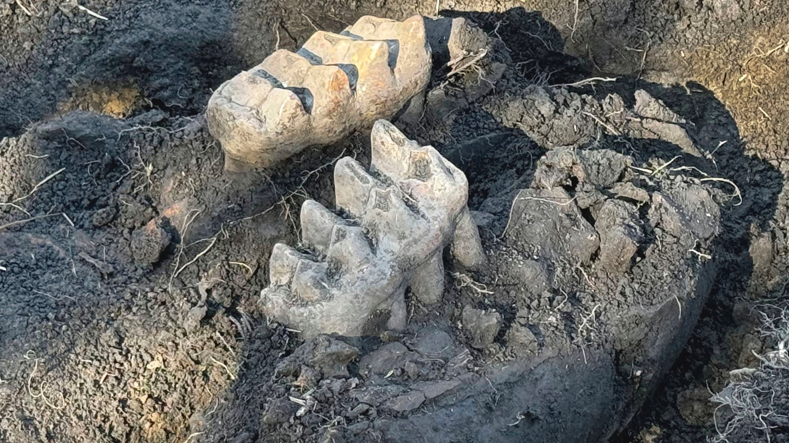 New York State Museum and State University of New York Orange staff unearthed a complete well-preserved mastodon jaw, as well as a piece of a toe bone and a rib fragment, that were discovered by a man who spotted two giant teeth while gardening at his upstate New York home, near Scotchtown, NY. (New York State Museum via AP)