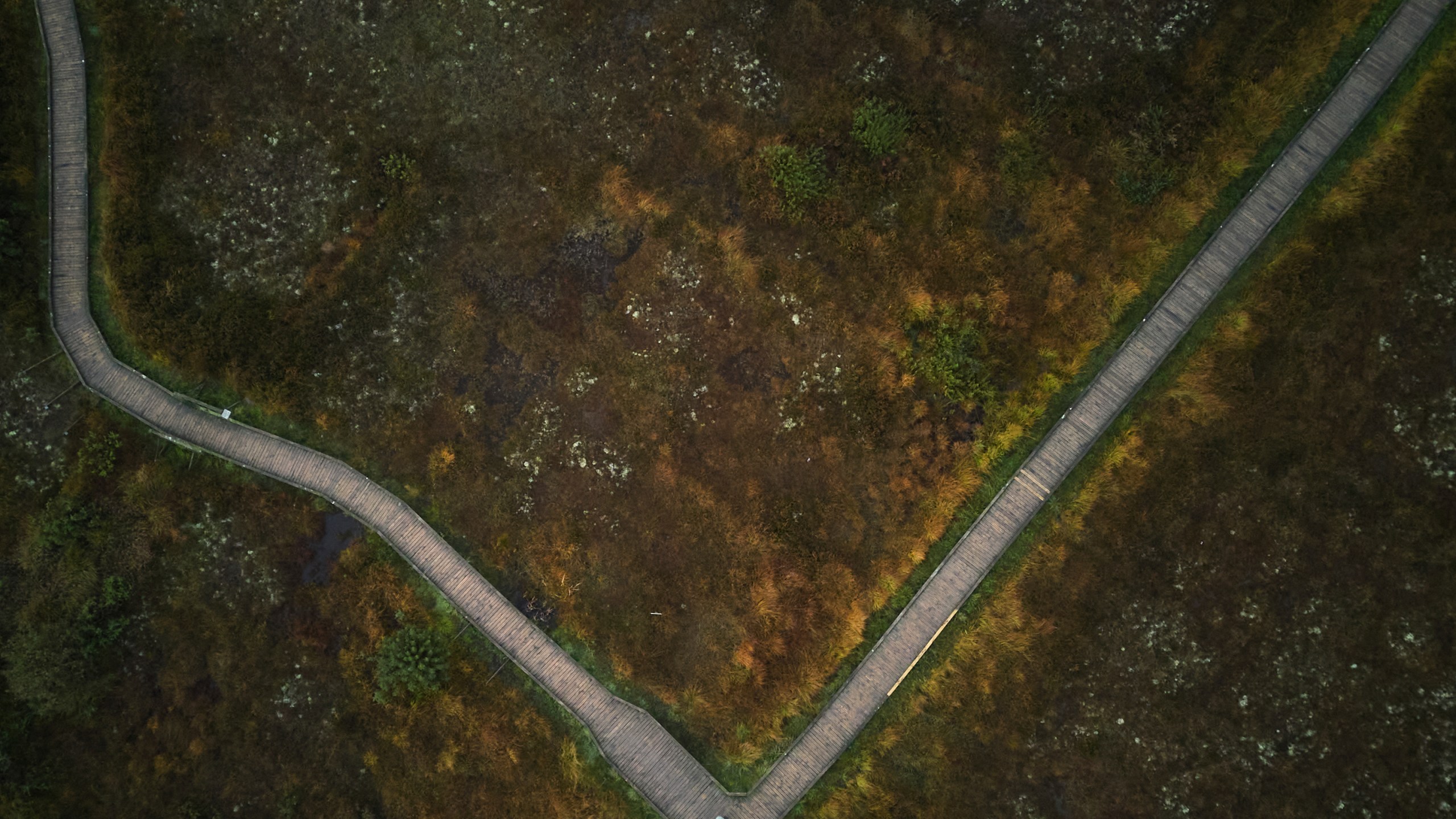 A boardwalk is seen from above in the Clara Bog Nature Preserve, in Clara, Ireland, Wednesday, Oct. 16, 2024. (AP Photo/Bram Janssen)