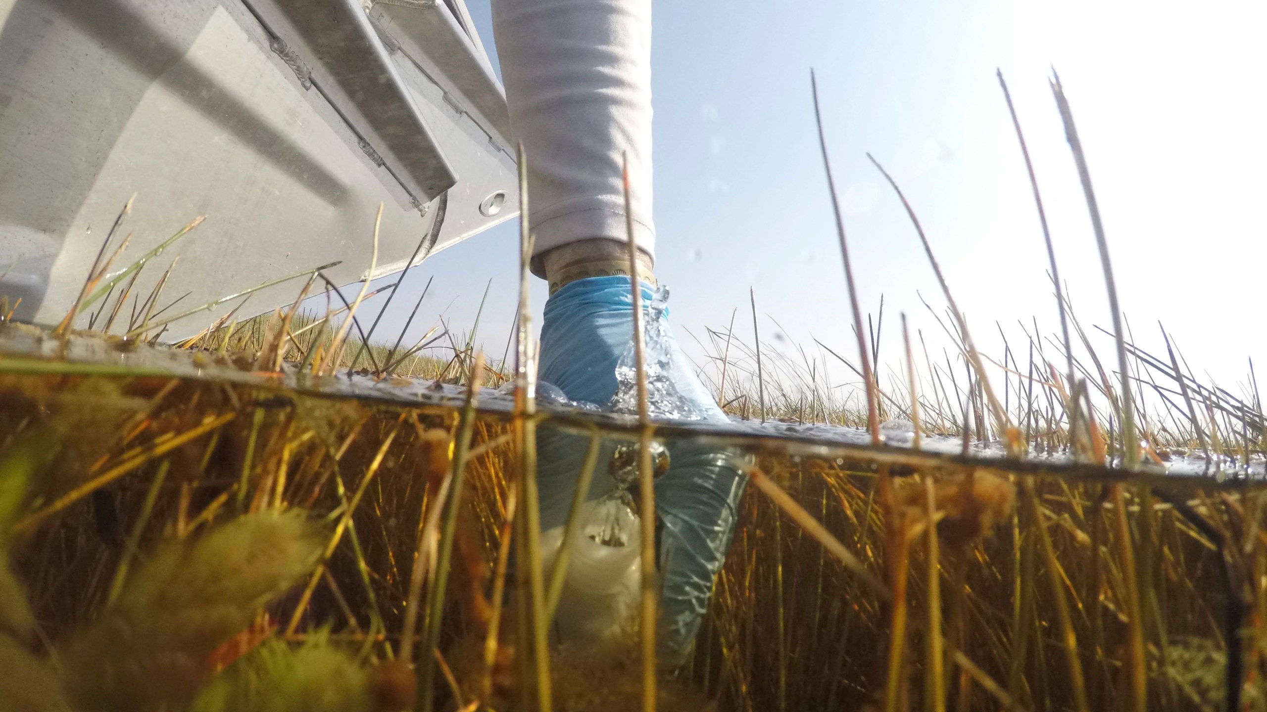 Florida International University professor John Kominoski collects a water sample in Shark River Slough during a trip to gather samples and maintain automatic sampling equipment in Florida's Everglades National Park, Tuesday, May 14, 2024. (AP Photo/Rebecca Blackwell)