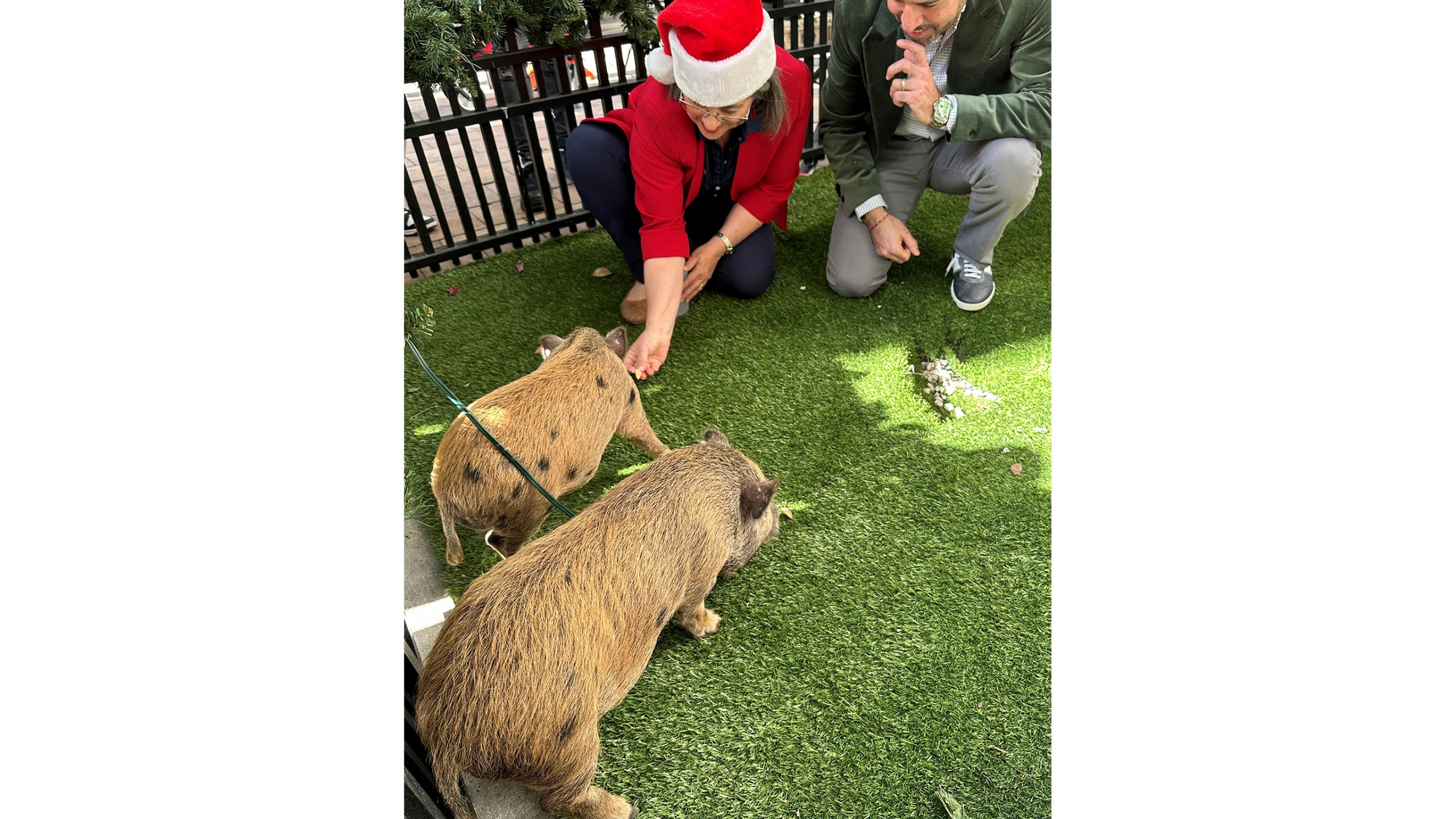 Miami-Dade County Mayor Daniella Levine Cava and restaurant owner Eric Castellanos feed 4-month-old pigs Glinda and Elphaba in Miami before Levine Cava issued ceremonial pardons Friday, Dec. 20, 2024, sparing the pigs from being barbecued during Cuban Americans' Christmas Eve feast known as "nochebuena." (AP Photo/Terry Spencer)