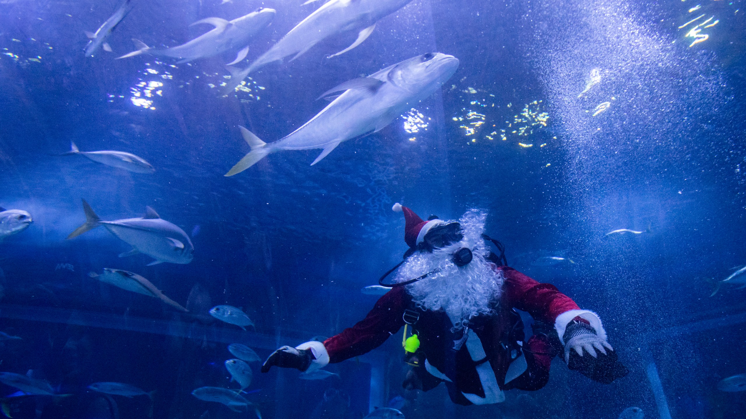 Diver Felipe Luna, dressed in a Santa Claus suit, swims inside a tank at the AquaRio Marine Aquarium as part of an annual Christmas tradition, in Rio de Janeiro, Saturday, Dec. 21, 2024. (AP Photo/ Bruna Prado)