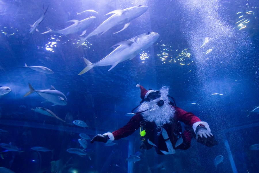 Diver Felipe Luna, dressed in a Santa Claus suit, swims inside a tank at the AquaRio Marine Aquarium as part of an annual Christmas tradition, in Rio de Janeiro, Saturday, Dec. 21, 2024. (AP Photo/ Bruna Prado)